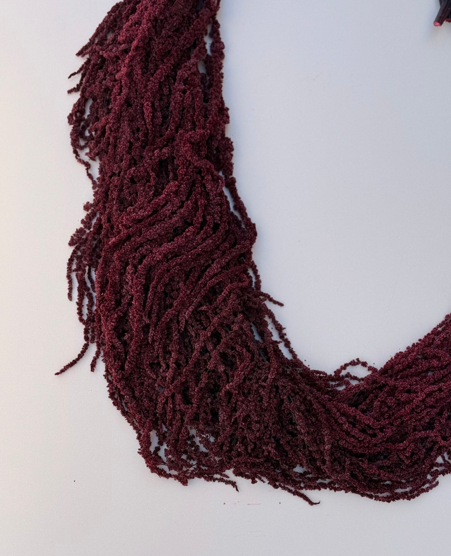 Hanging Amaranthus - Burgundy Red Wine