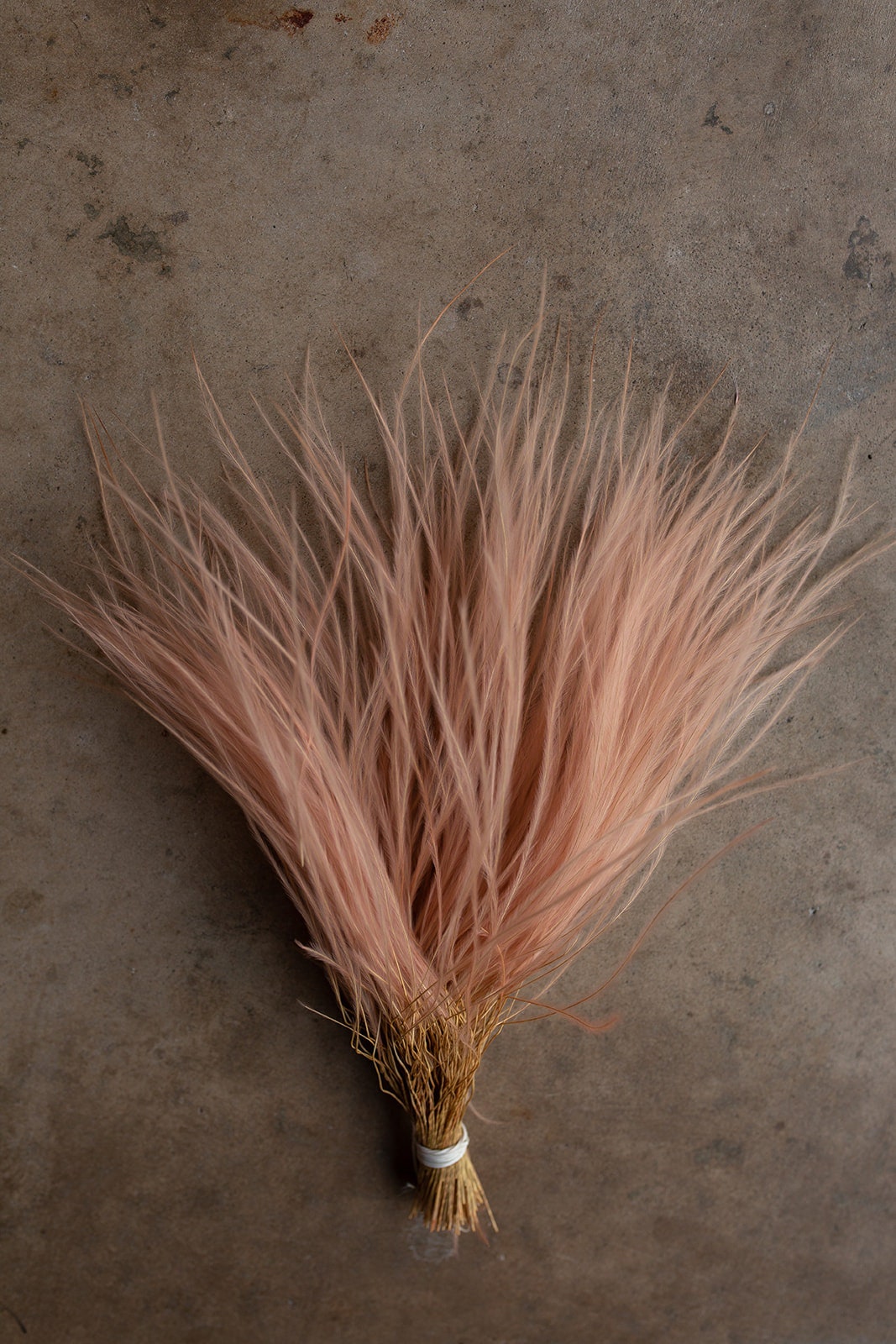 Feather Grass - Pink