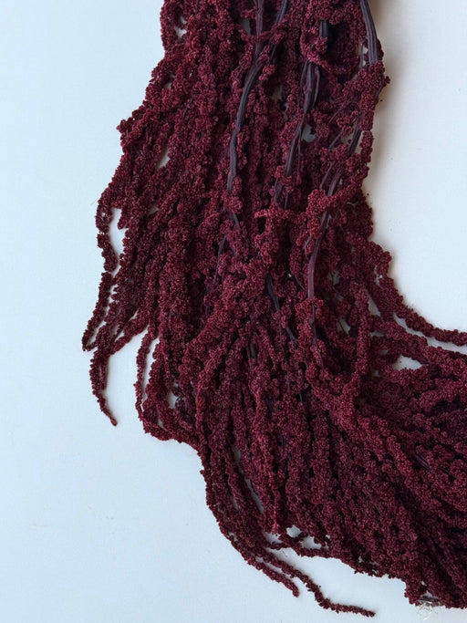Hanging Amaranthus - Burgundy Wine - alternate