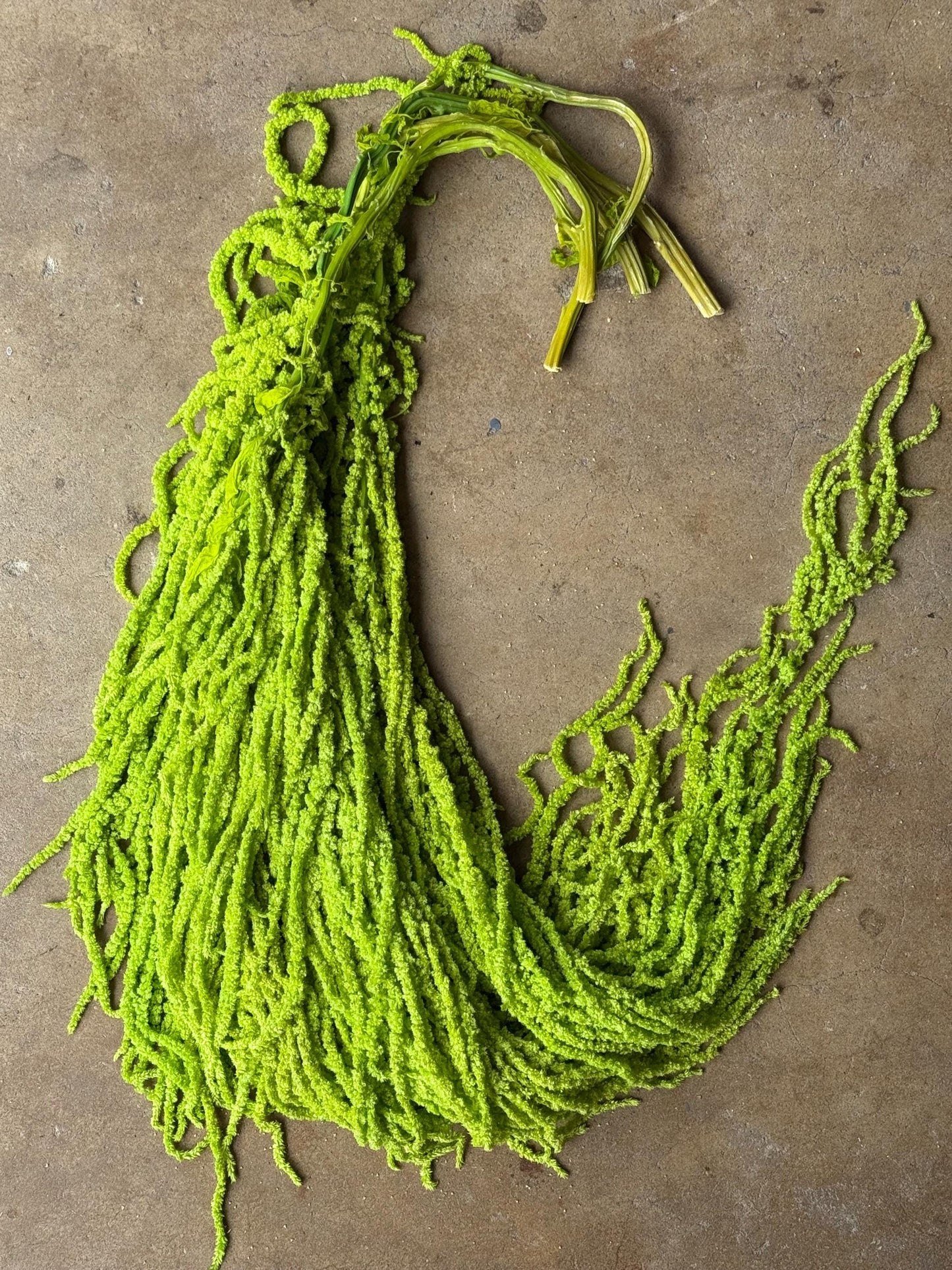 Hanging Amaranthus - Neon Green