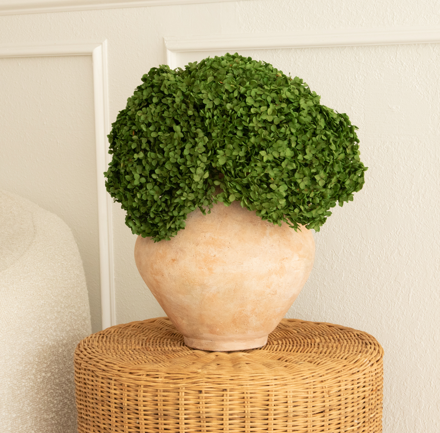 Real Hydrangea Preserved- Medium/Large Emerald Green