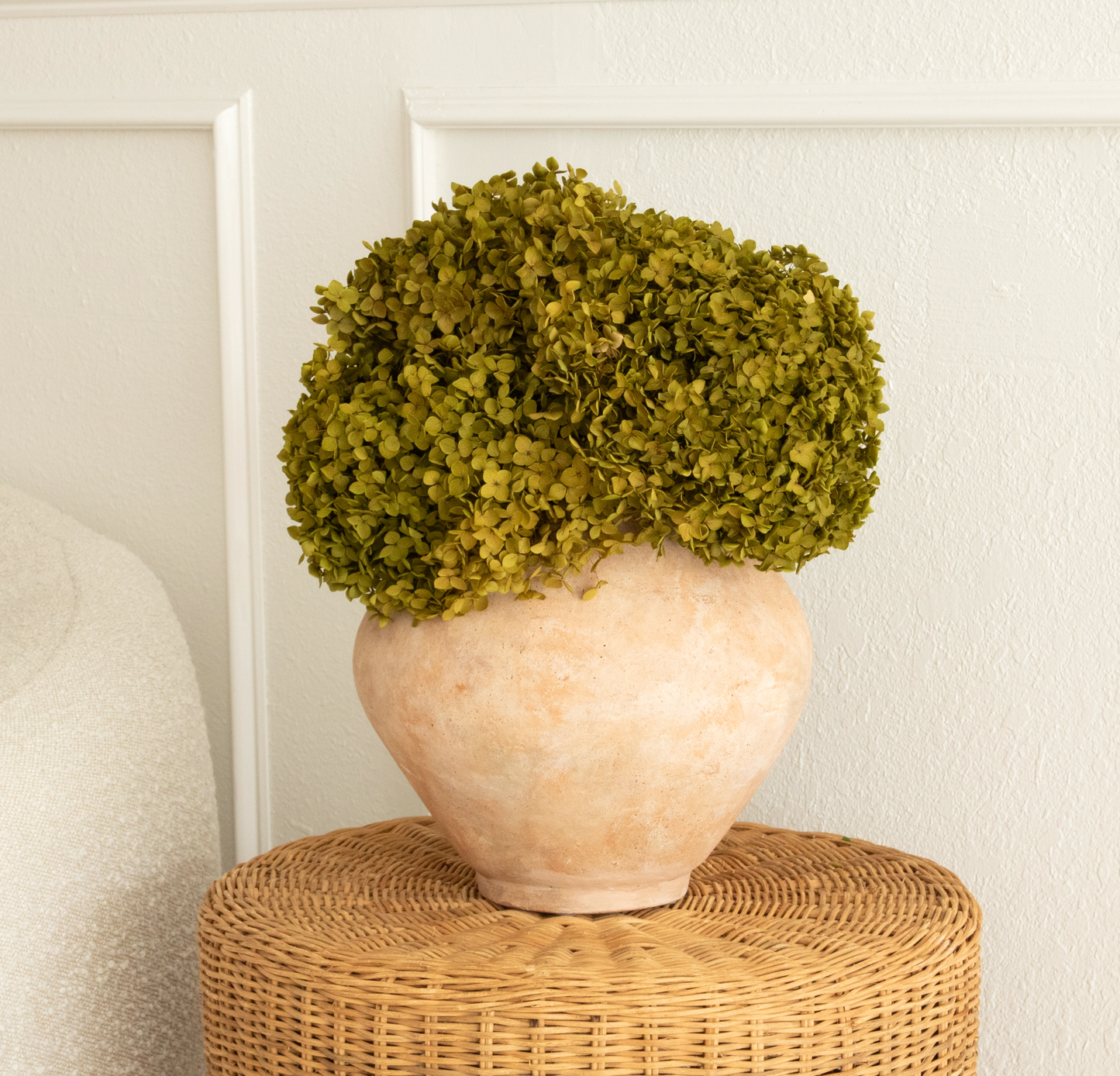 Real Hydrangea Preserved - Medium/Large Chartreuse Green