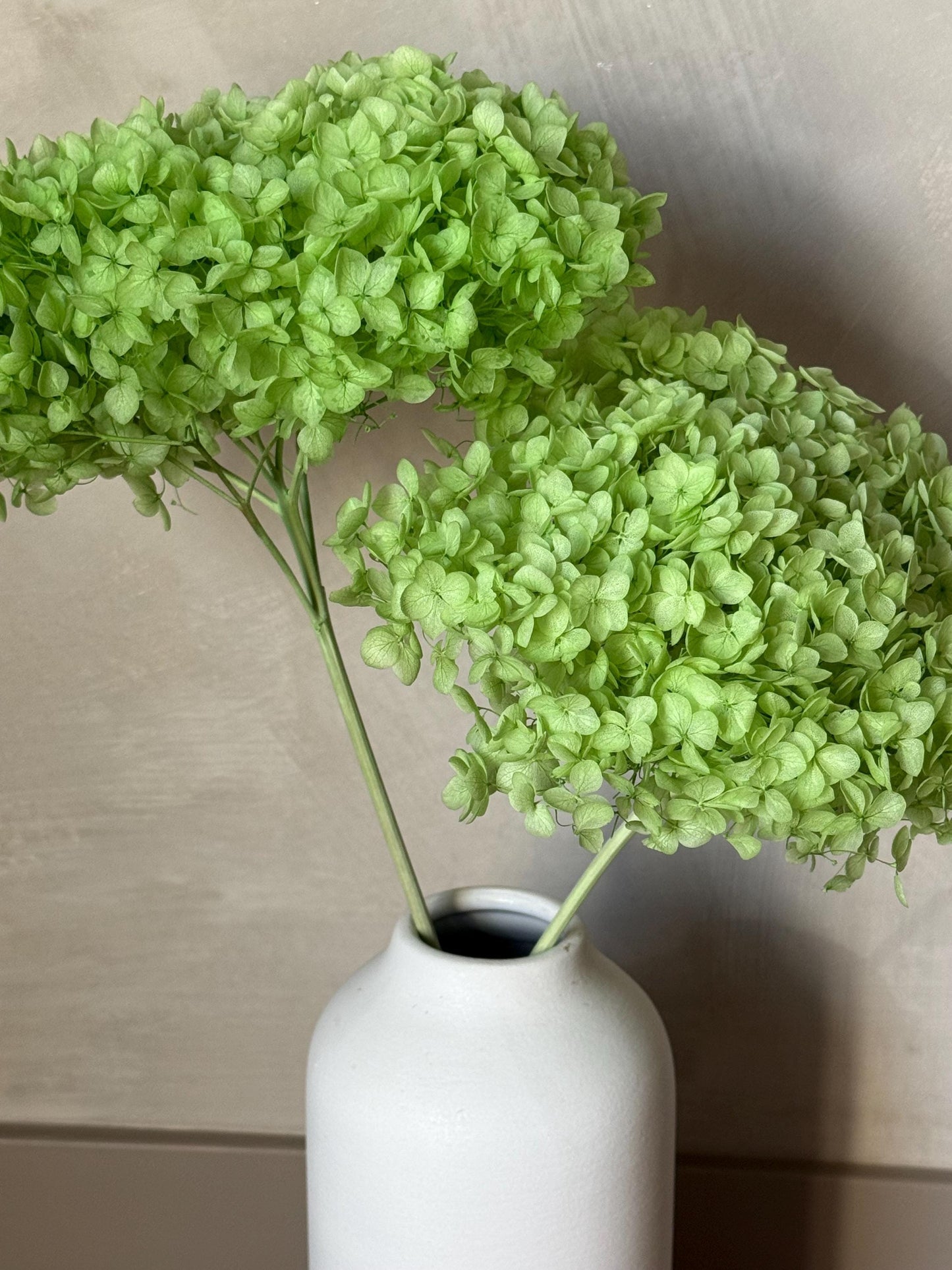 Real Hydrangea Preserved - Large Green