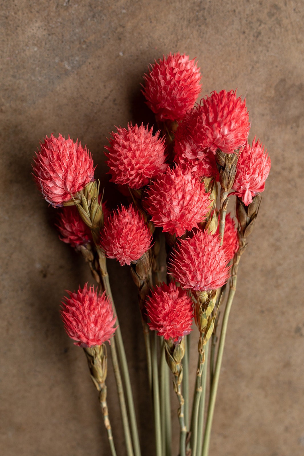 Dried Gomphrena or Amaranth Globe - Pink