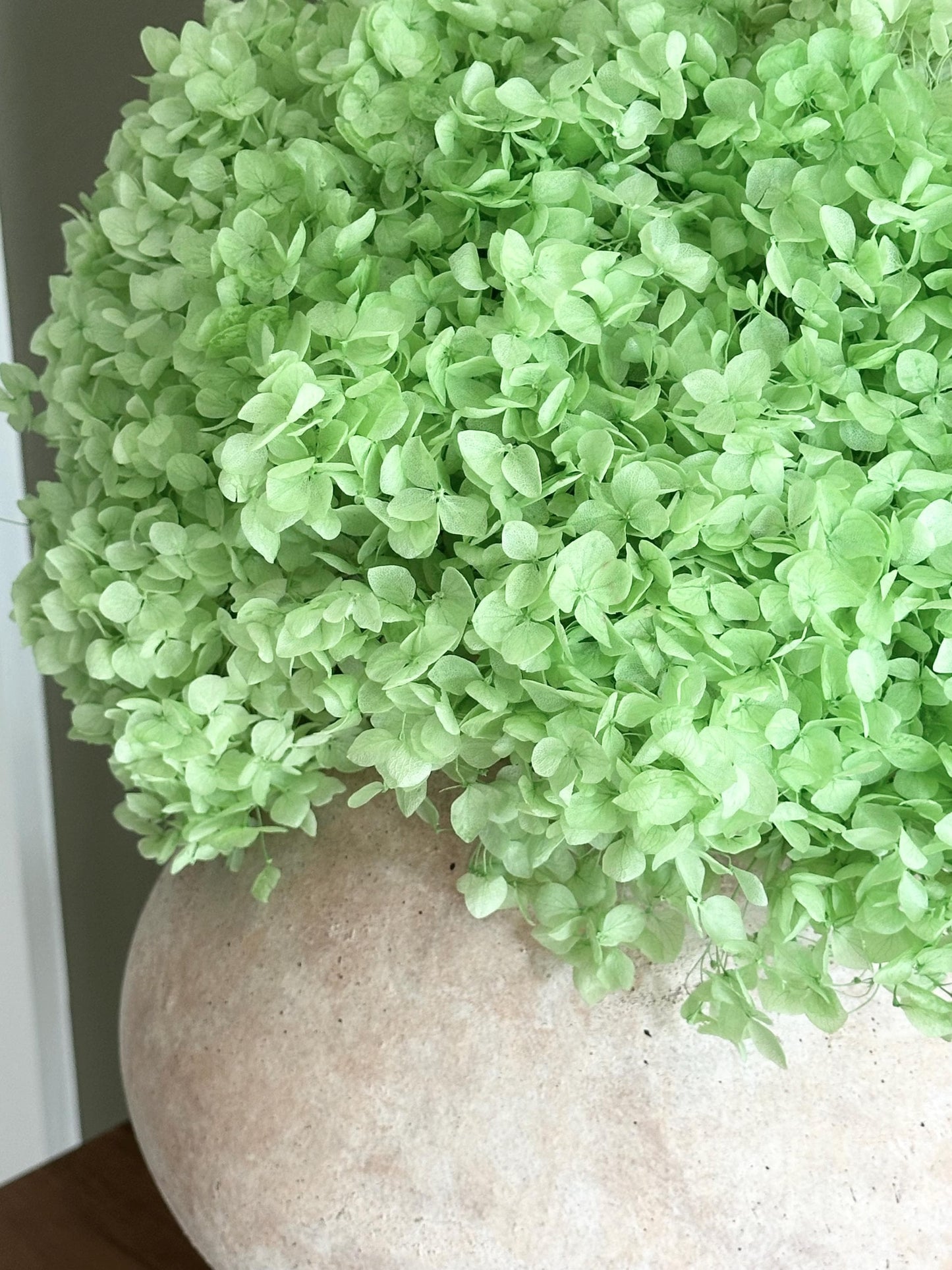 Real Hydrangea Preserved - Large Green