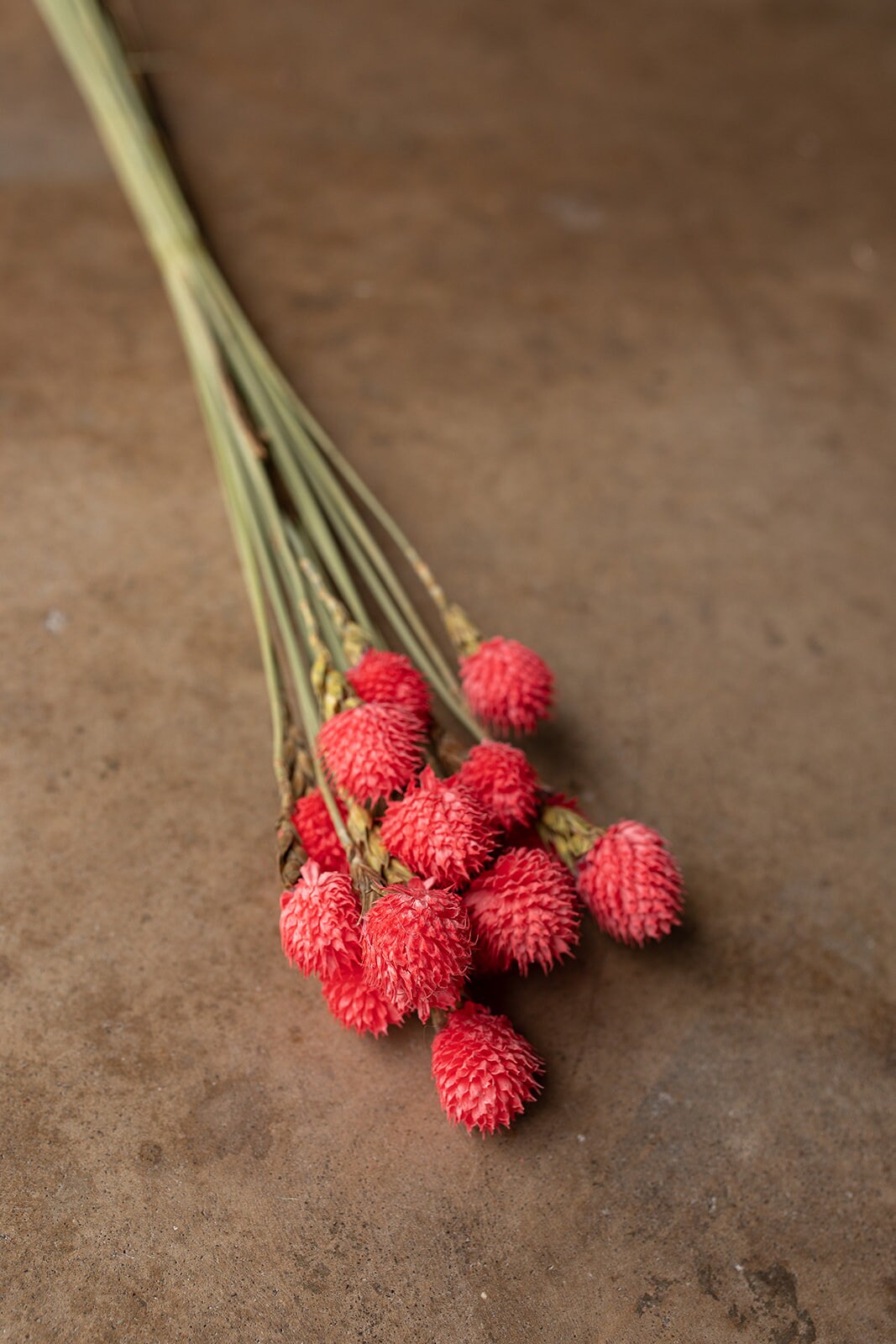 Dried Gomphrena or Amaranth Globe - Pink