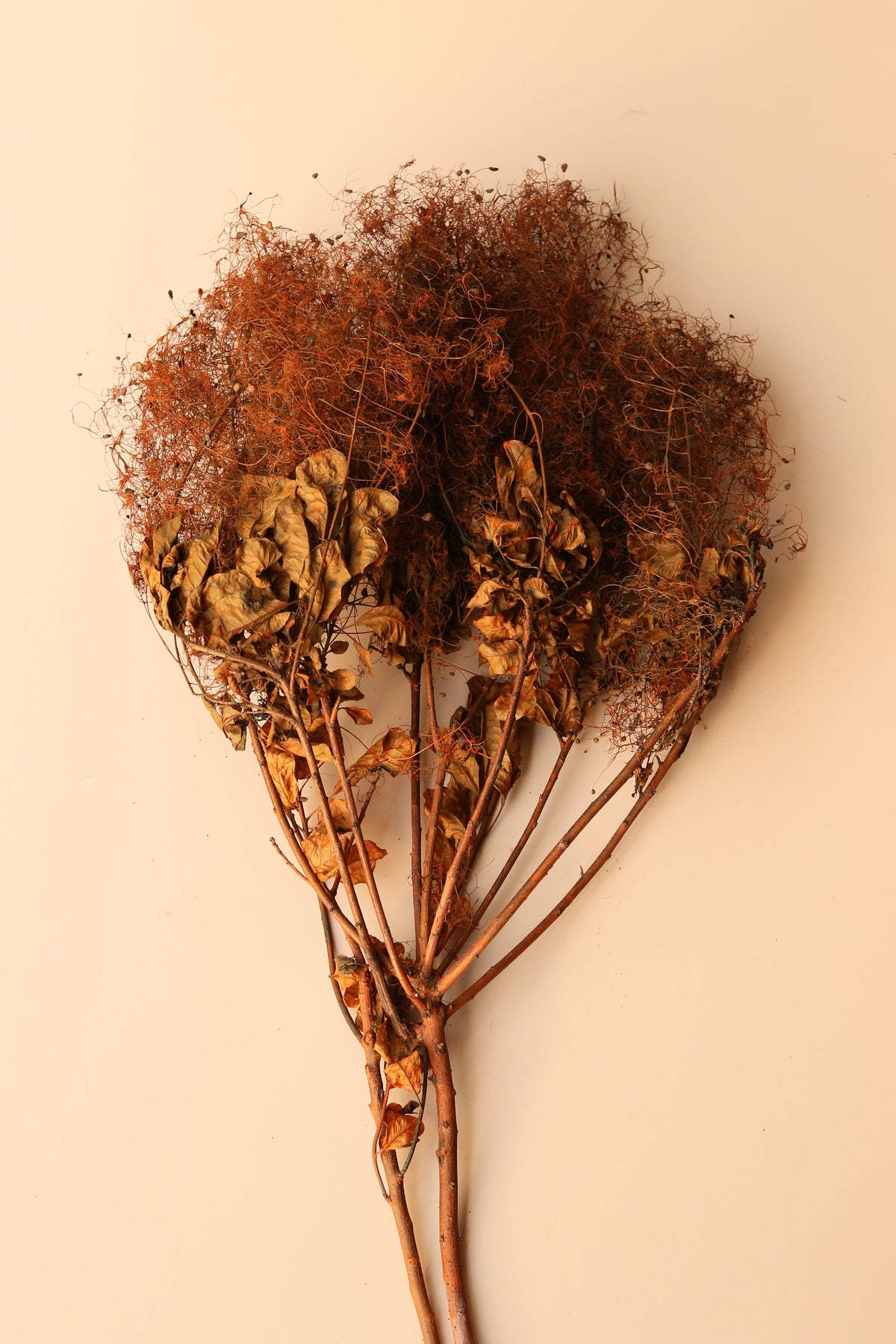 Preserved Smoke Bush - Burnt Orange