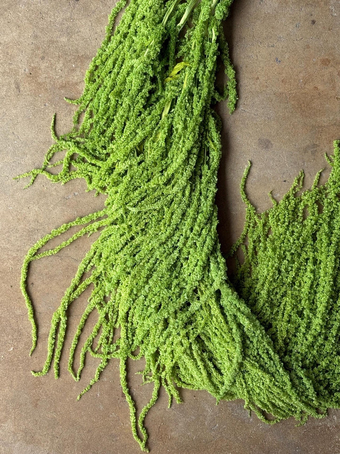 Hanging Amaranthus - Lime Green