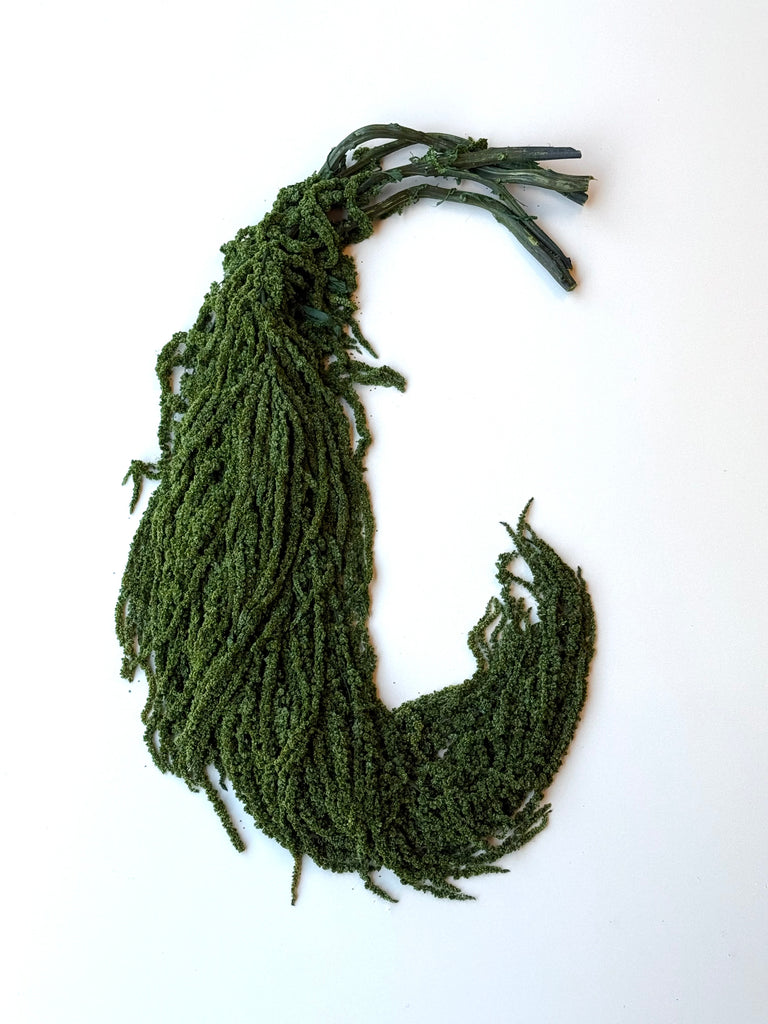 Hanging Amaranthus - Forest Green