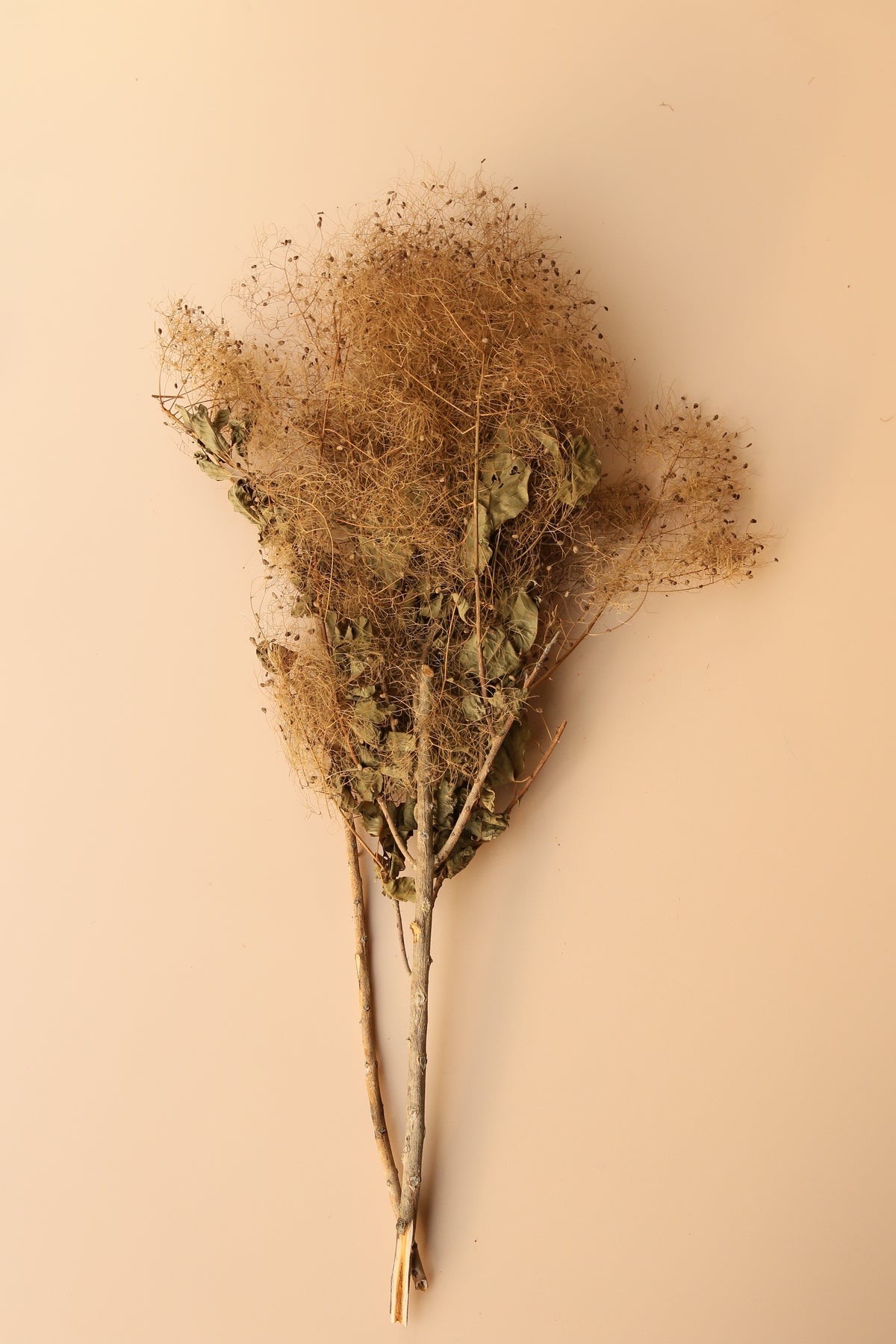 Preserved Smoke Bush - Harvest Brown