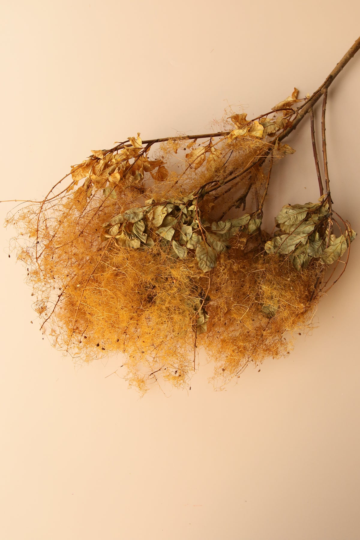 Preserved Smoke Bush - Golden Sunset
