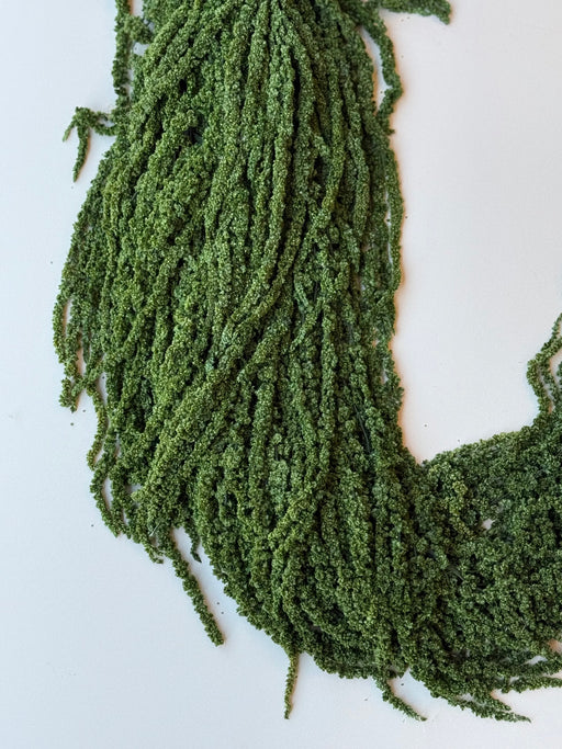 Hanging Amaranthus - Forest Green - alternate