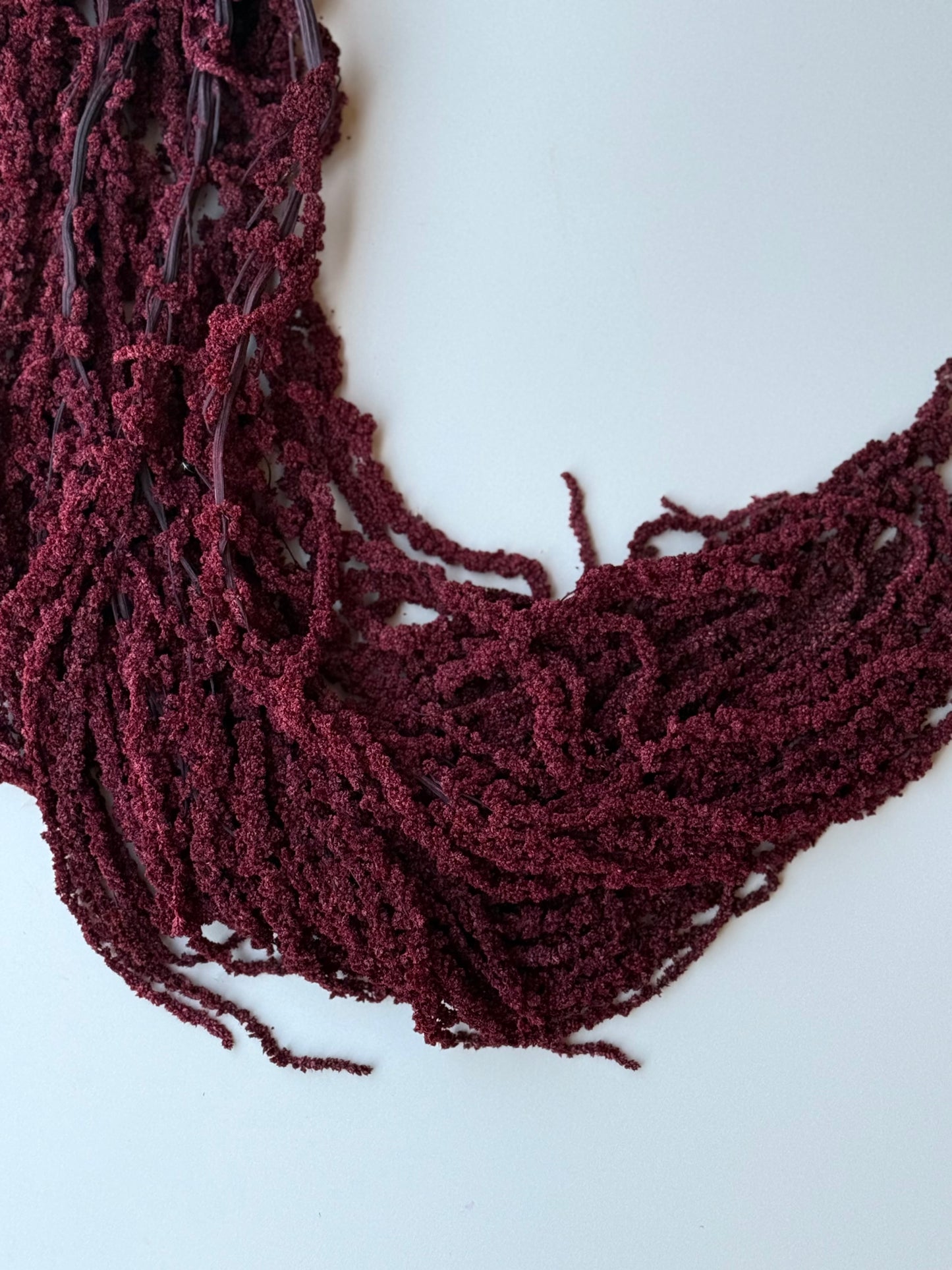 Hanging Amaranthus - Burgundy Wine
