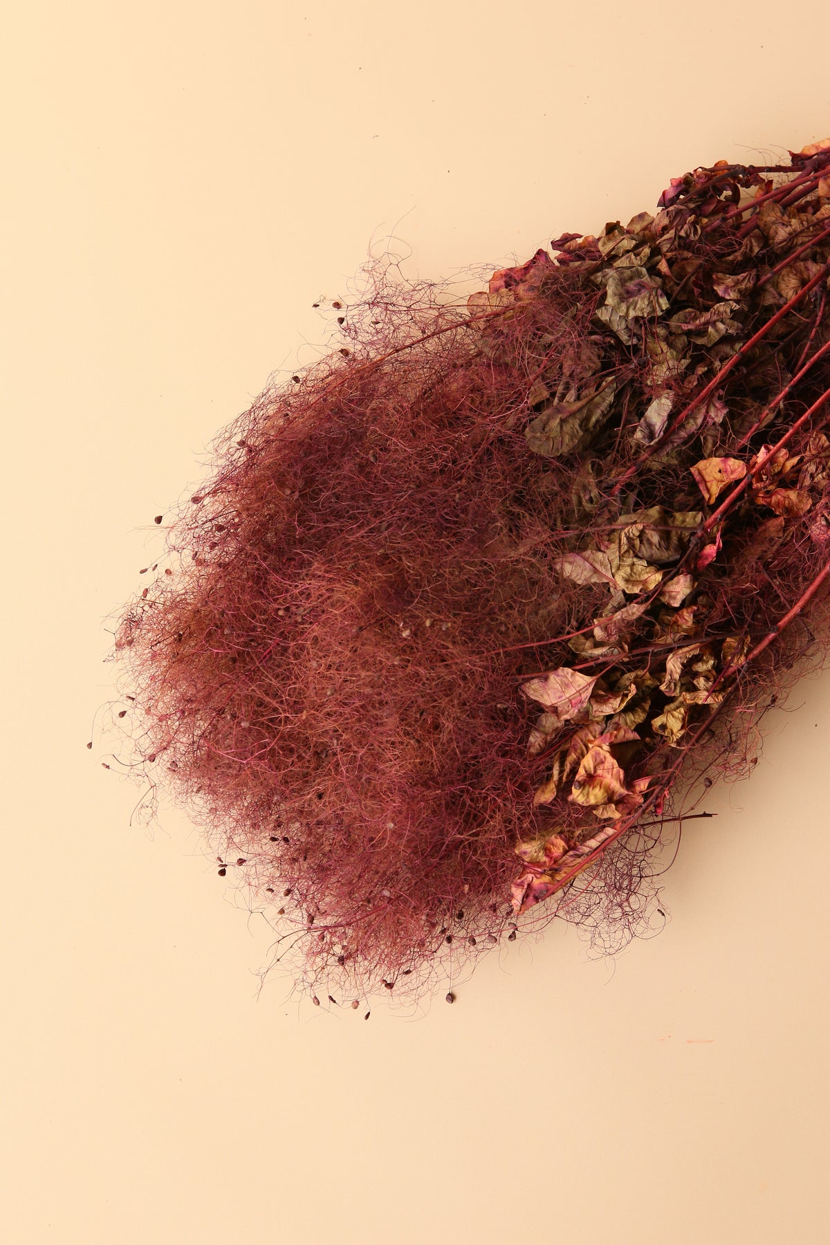 Preserved Smoke Bush - Plum Blend