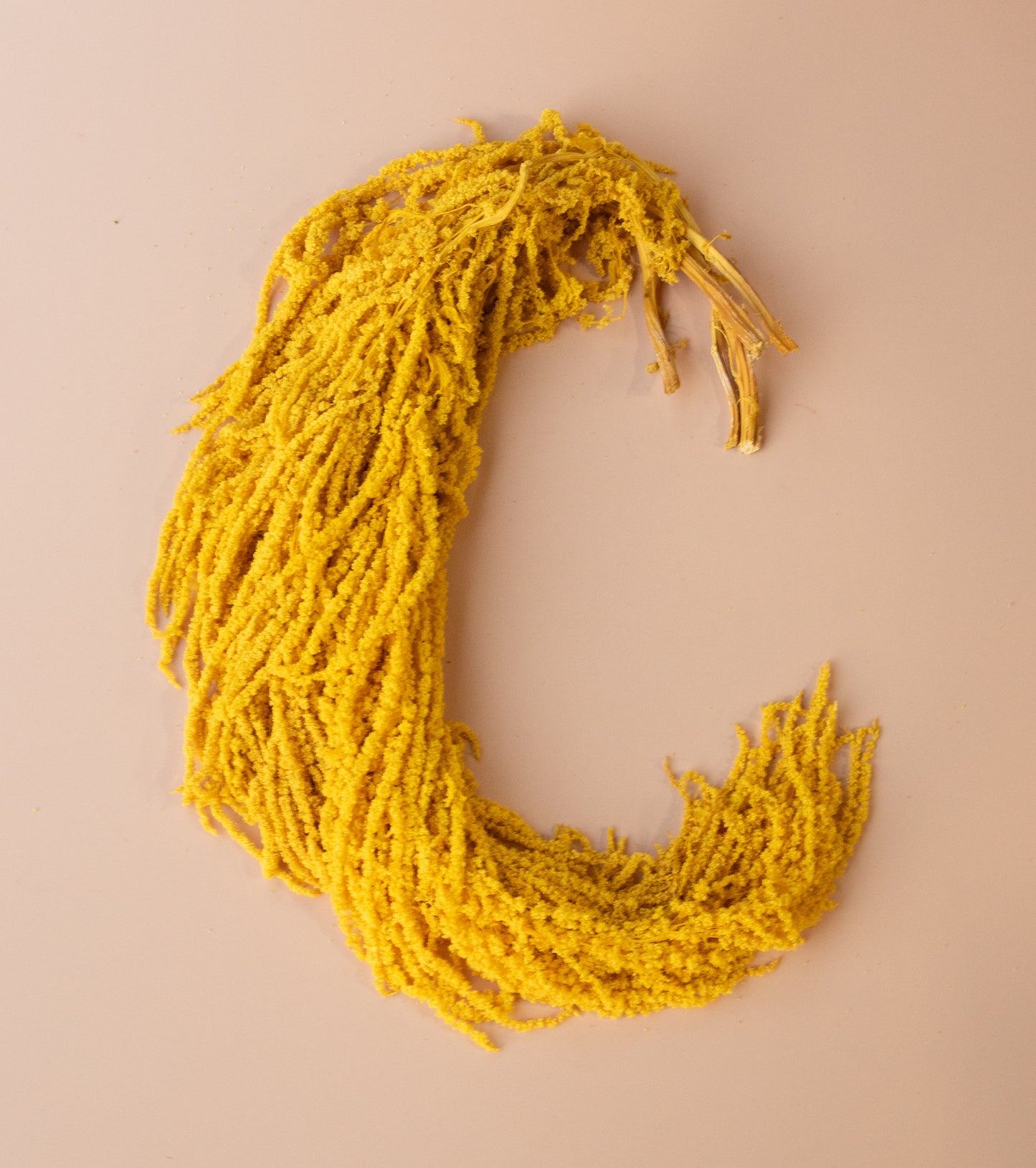 Hanging Amaranthus - Sunshine Yellow Gold