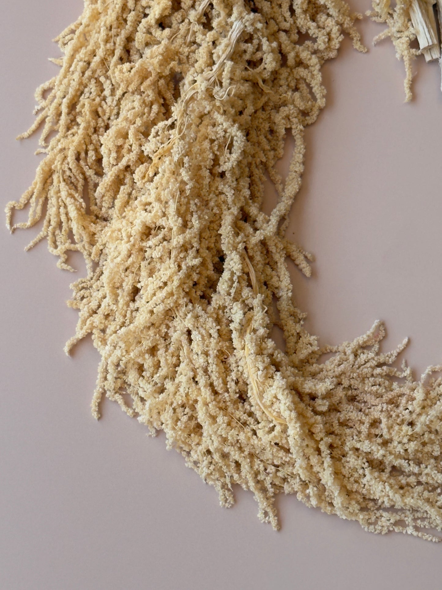 Hanging Amaranthus - Yellow