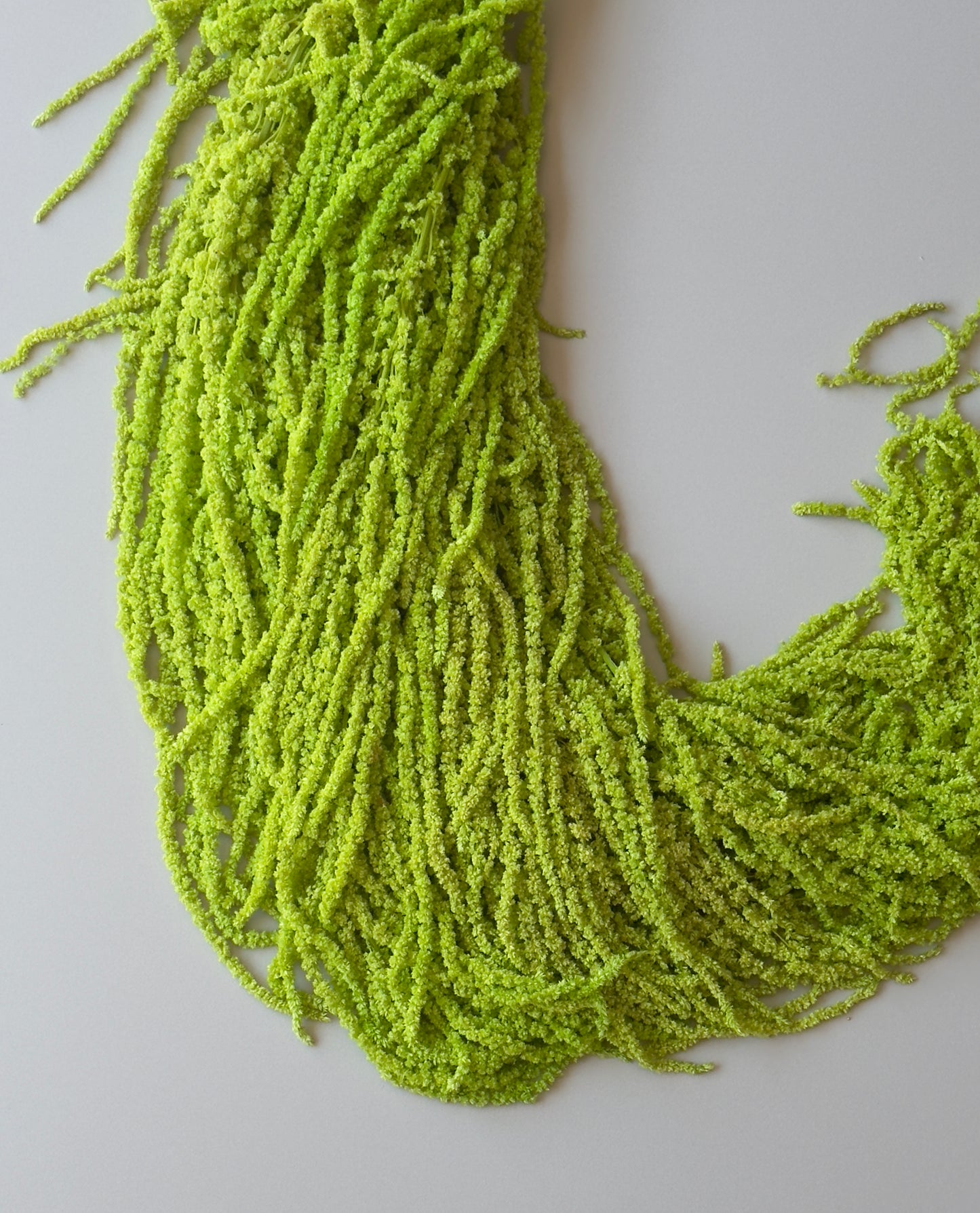 Hanging Amaranthus - Neon Green