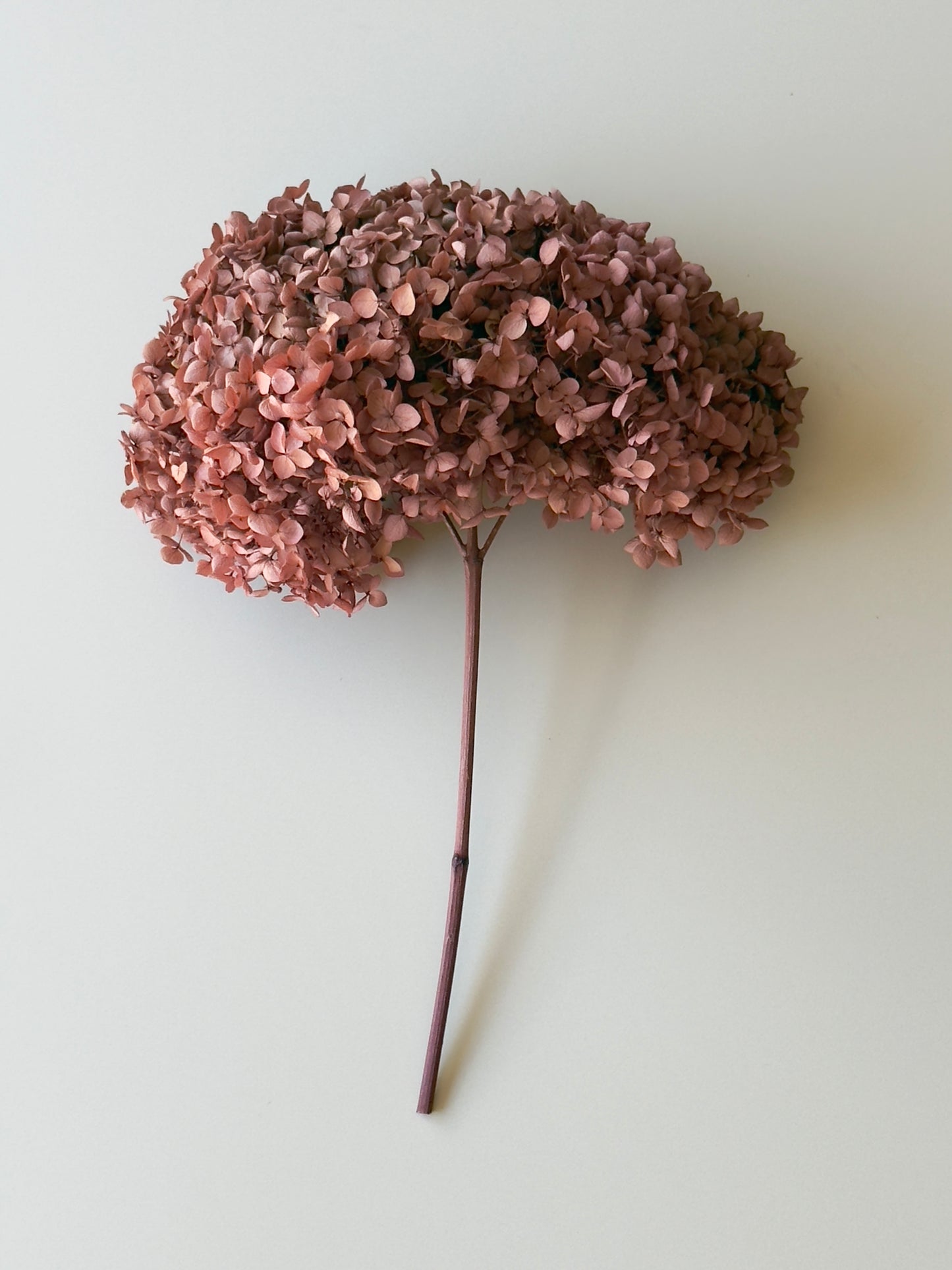 Real Hydrangea Preserved - Large Desert Rose
