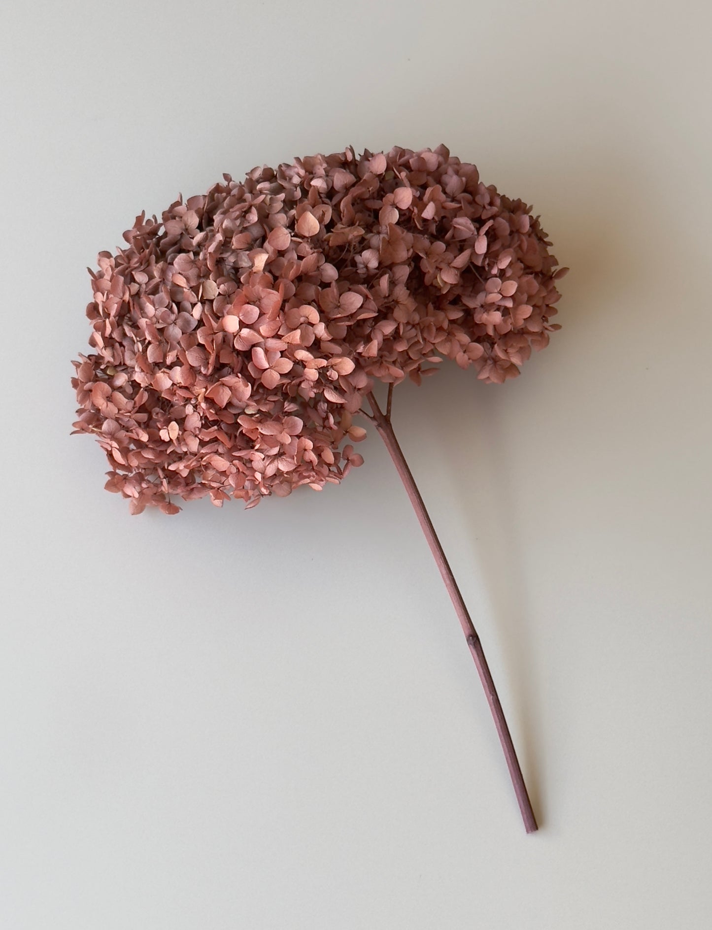Real Hydrangea Preserved - Large Desert Rose