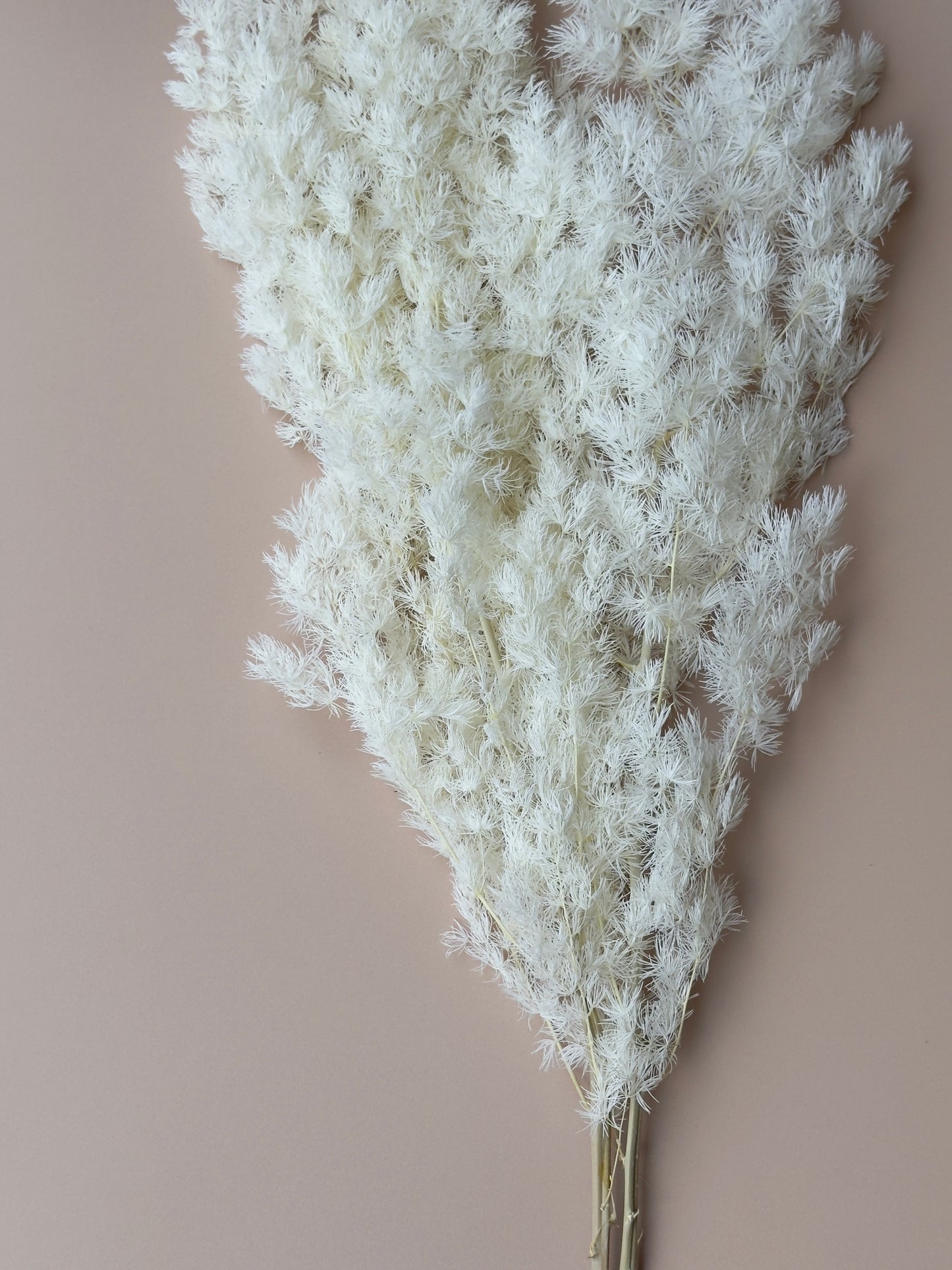 Ming/Asparagus Fern Preserved - White