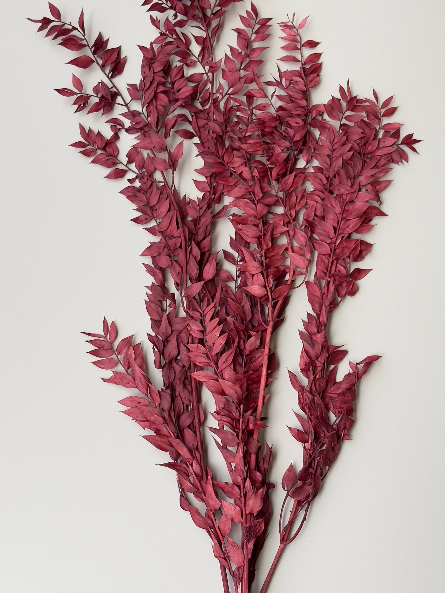 Dried and Preserved Berry Wine Ruscus
