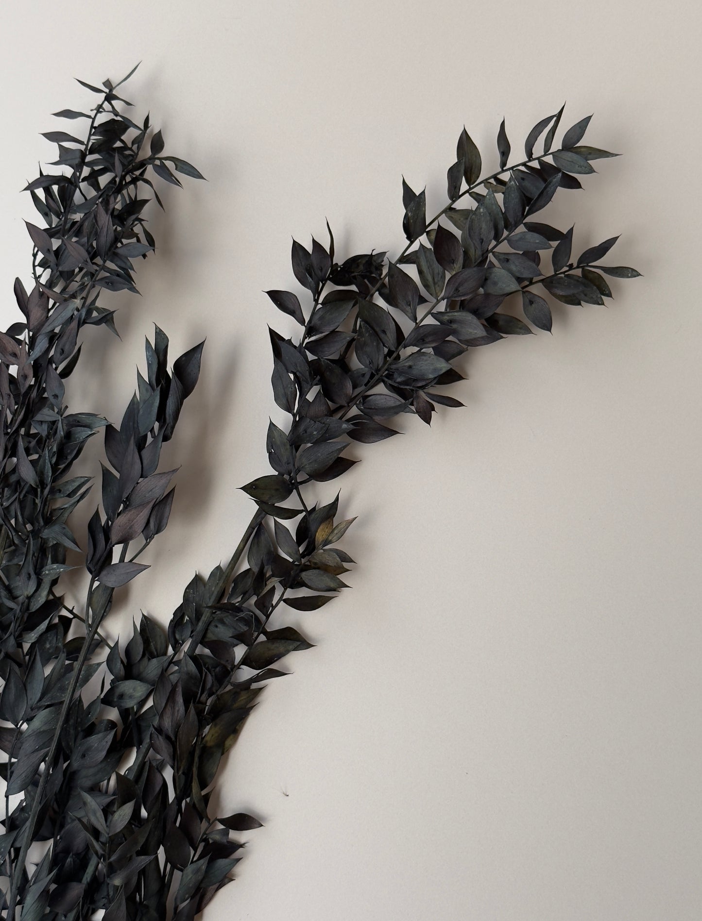 Halloween Ombre Black Ruscus - Dried and Preserved