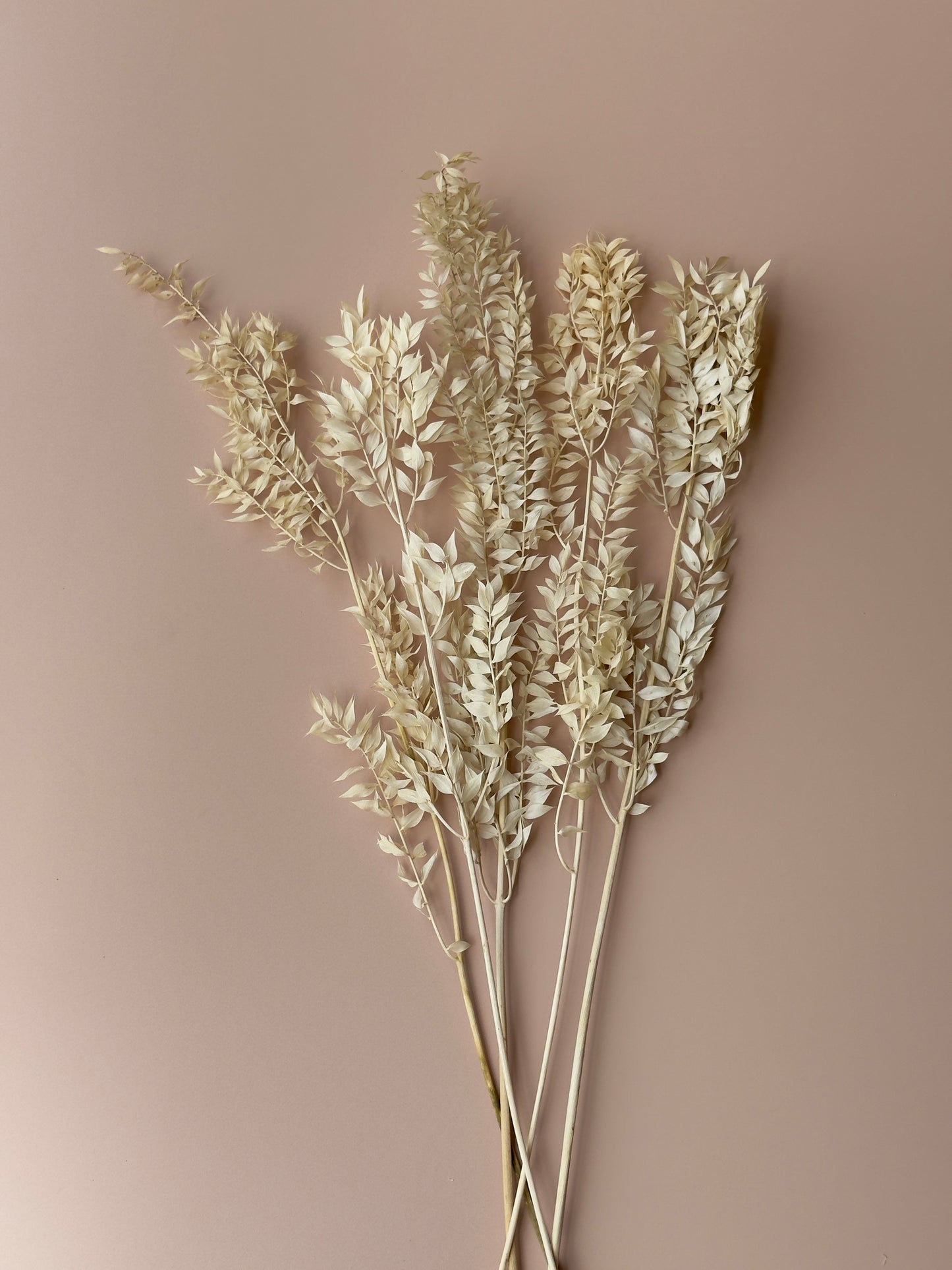 Dried and Preserved Ivory Ruscus