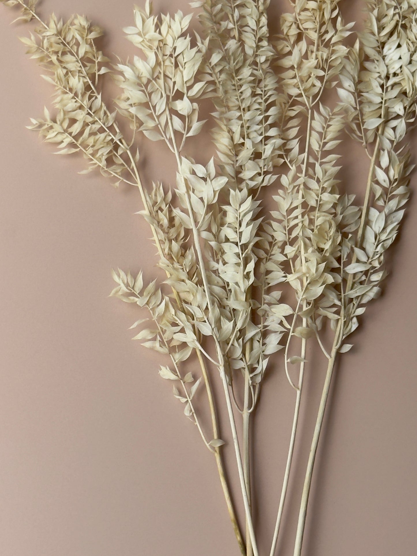 Dried and Preserved Ivory Ruscus