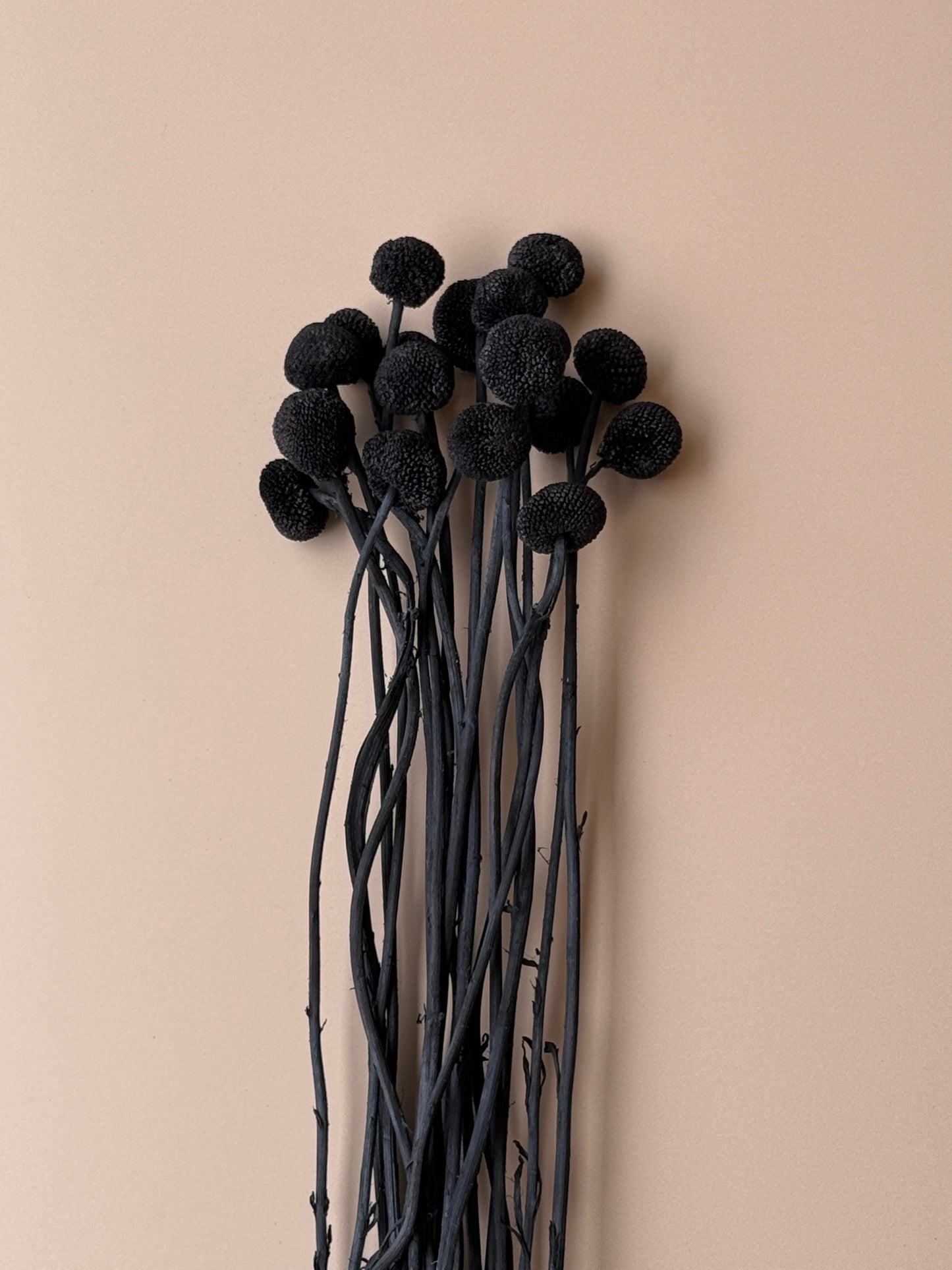 Craspedia - Black/Chalk Black