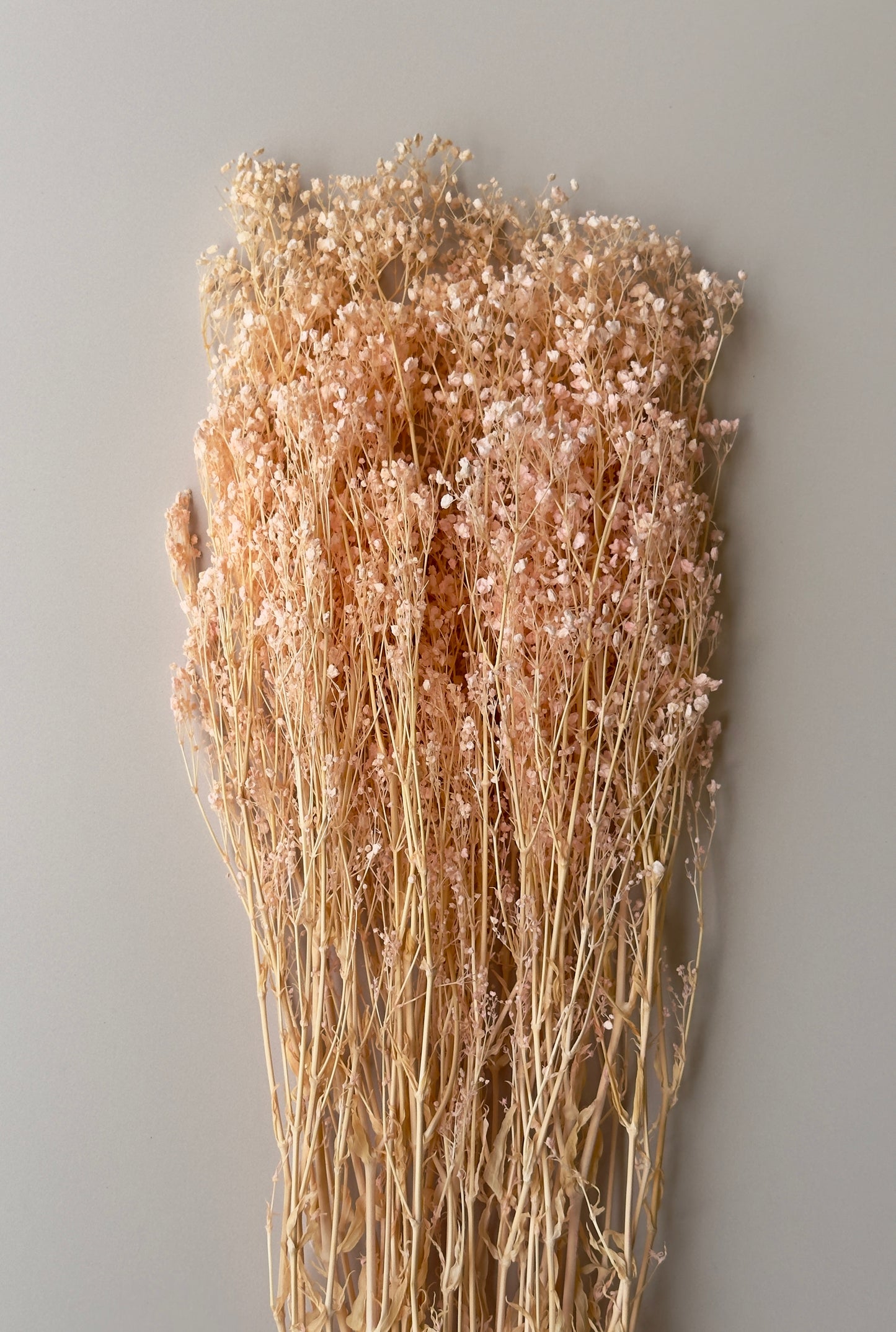 Light Pink Preserved Baby's Breath