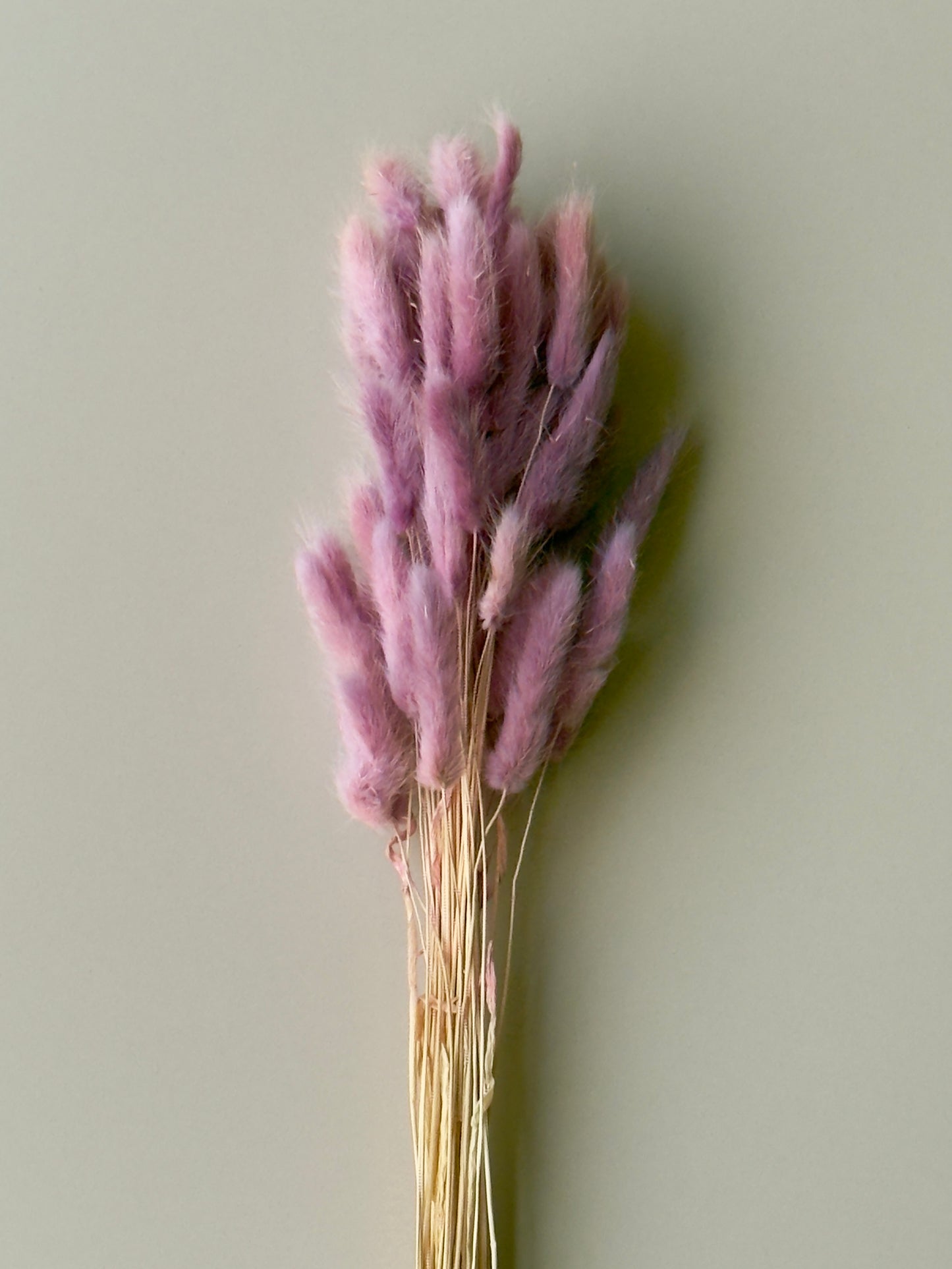 Bunny Tails - Magenta Ombre