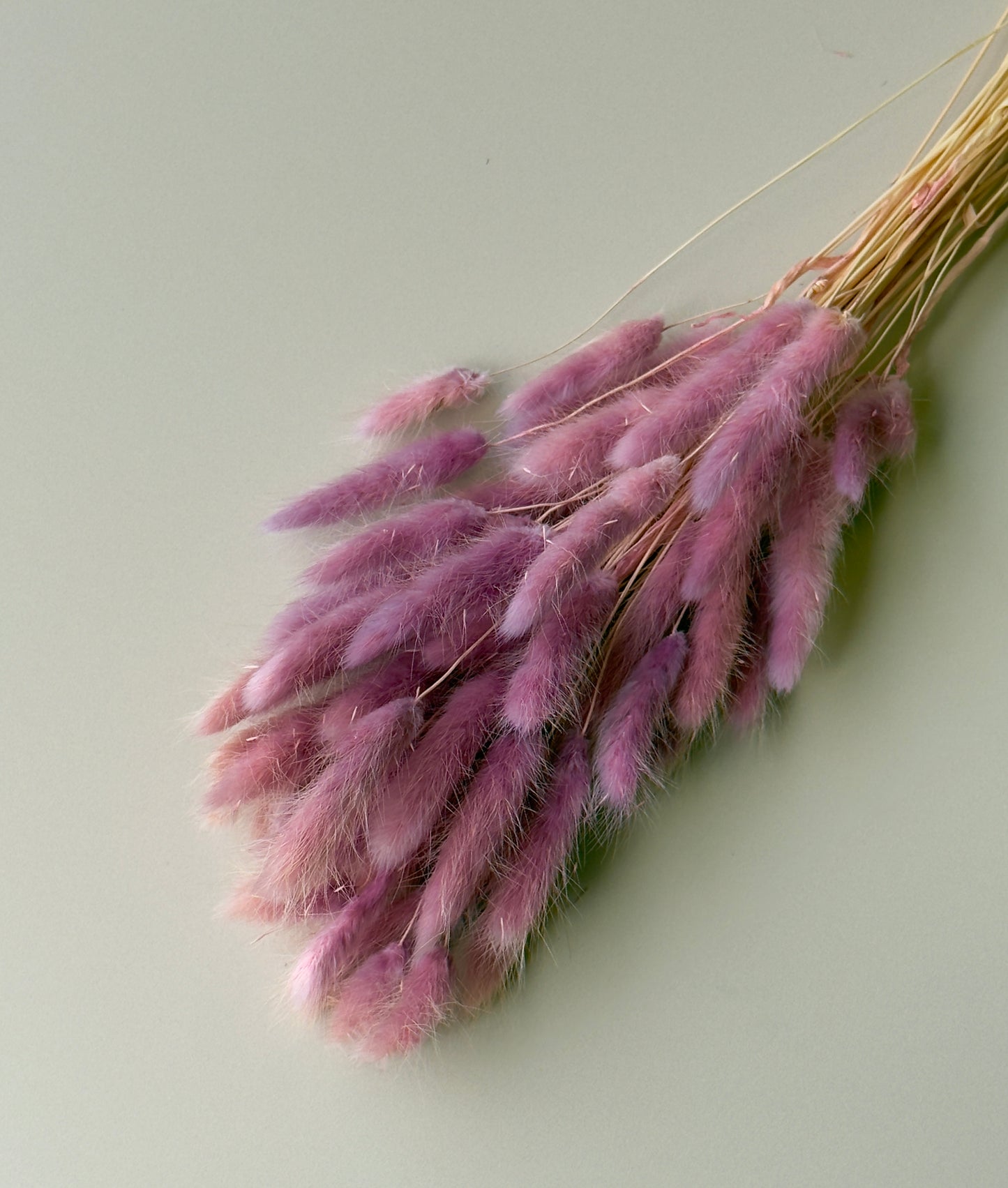 Bunny Tails - Magenta Ombre