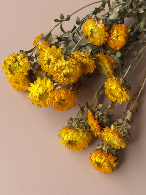 Golden Strawflowers
