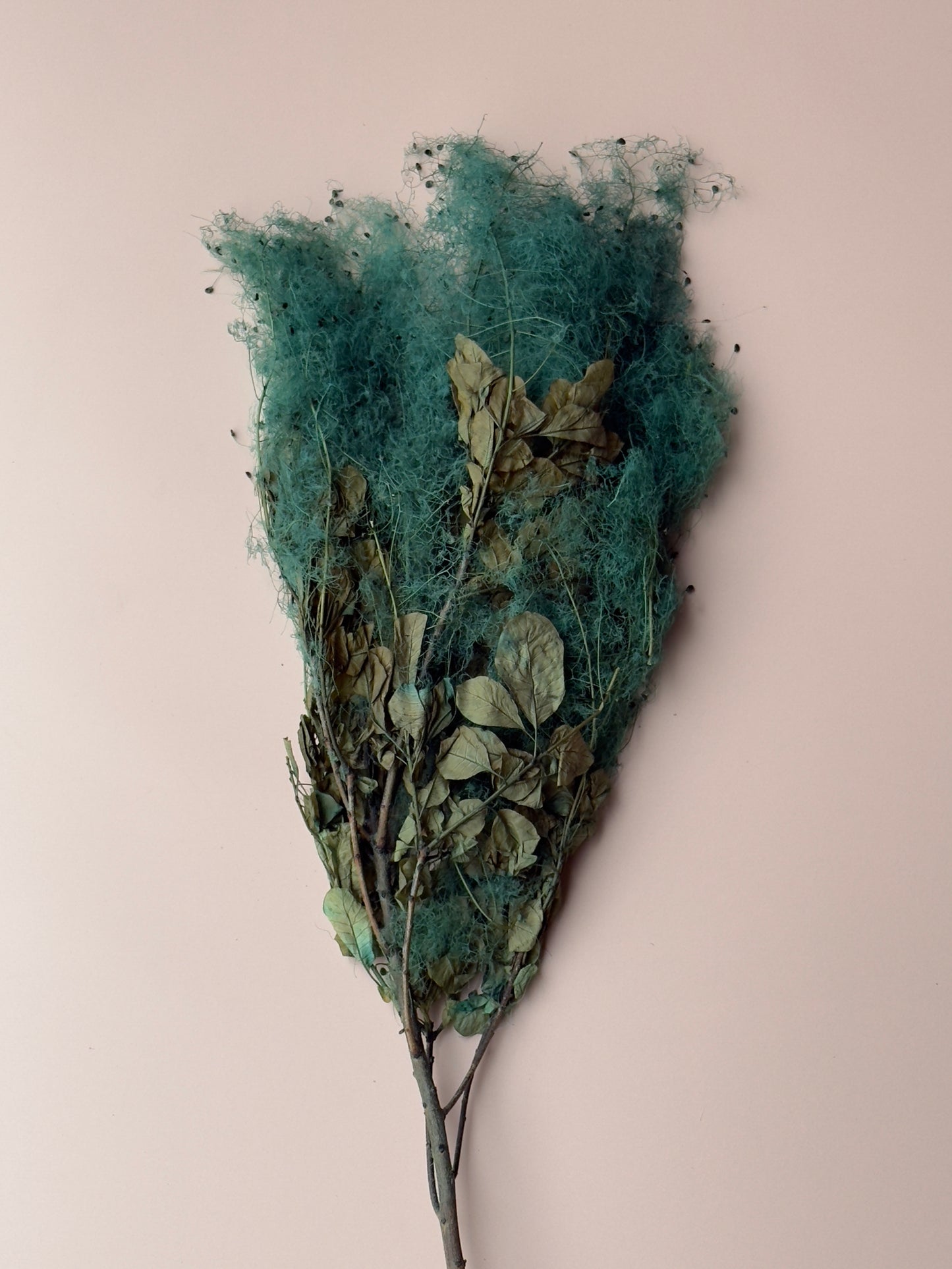 Preserved Smoke Bush - Teal