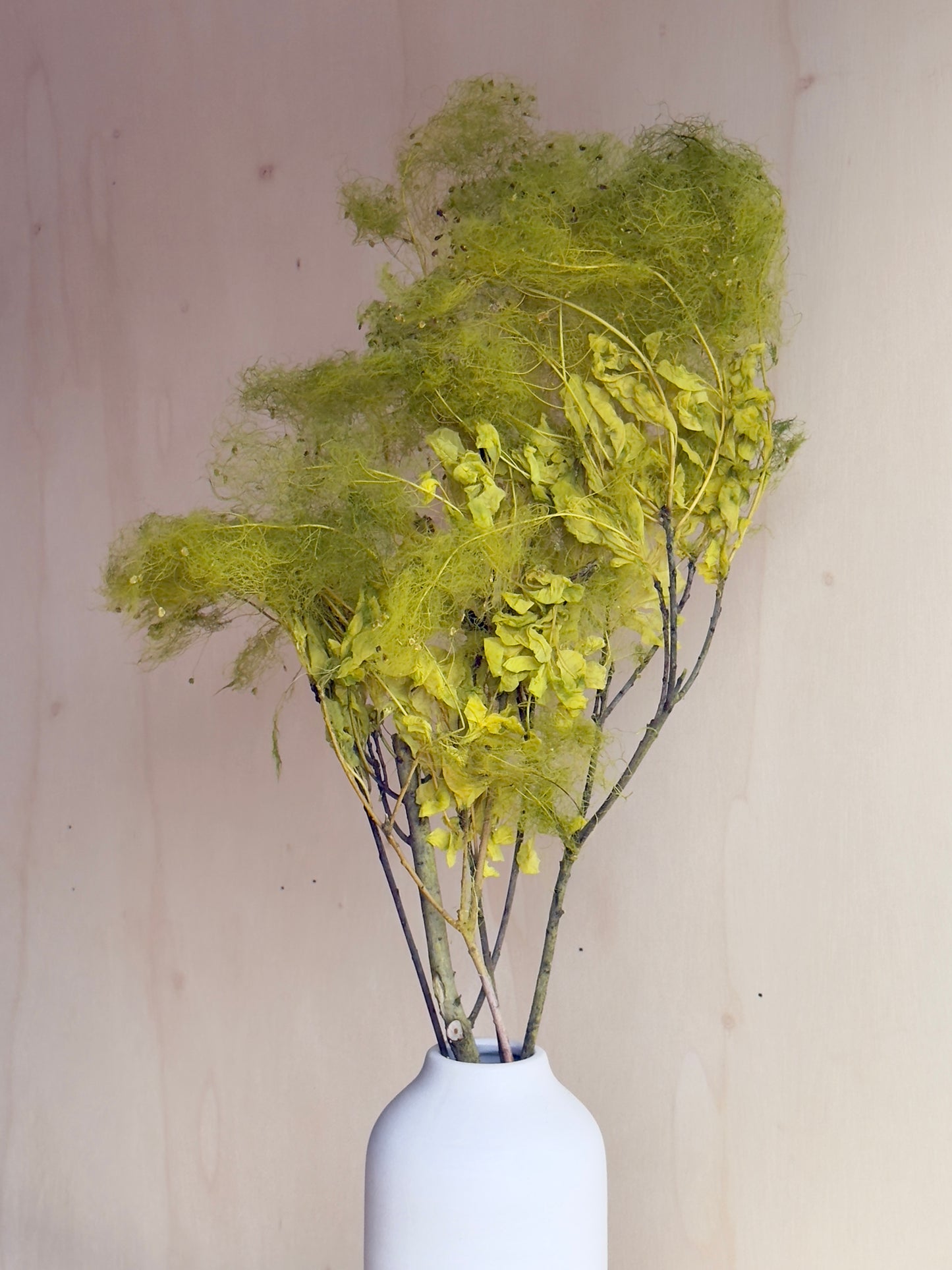 Preserved Smoke Bush - Chartreuse Green