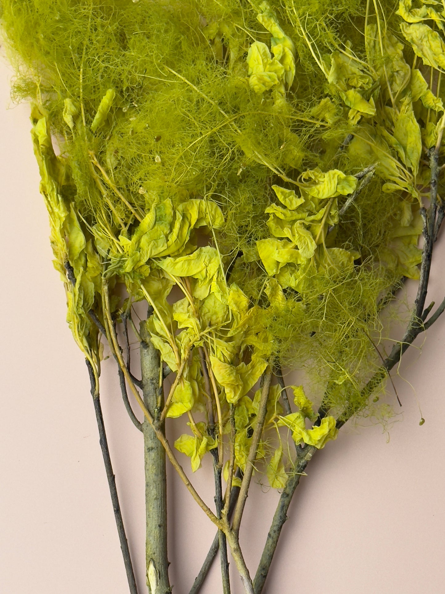 Preserved Smoke Bush - Chartreuse Green