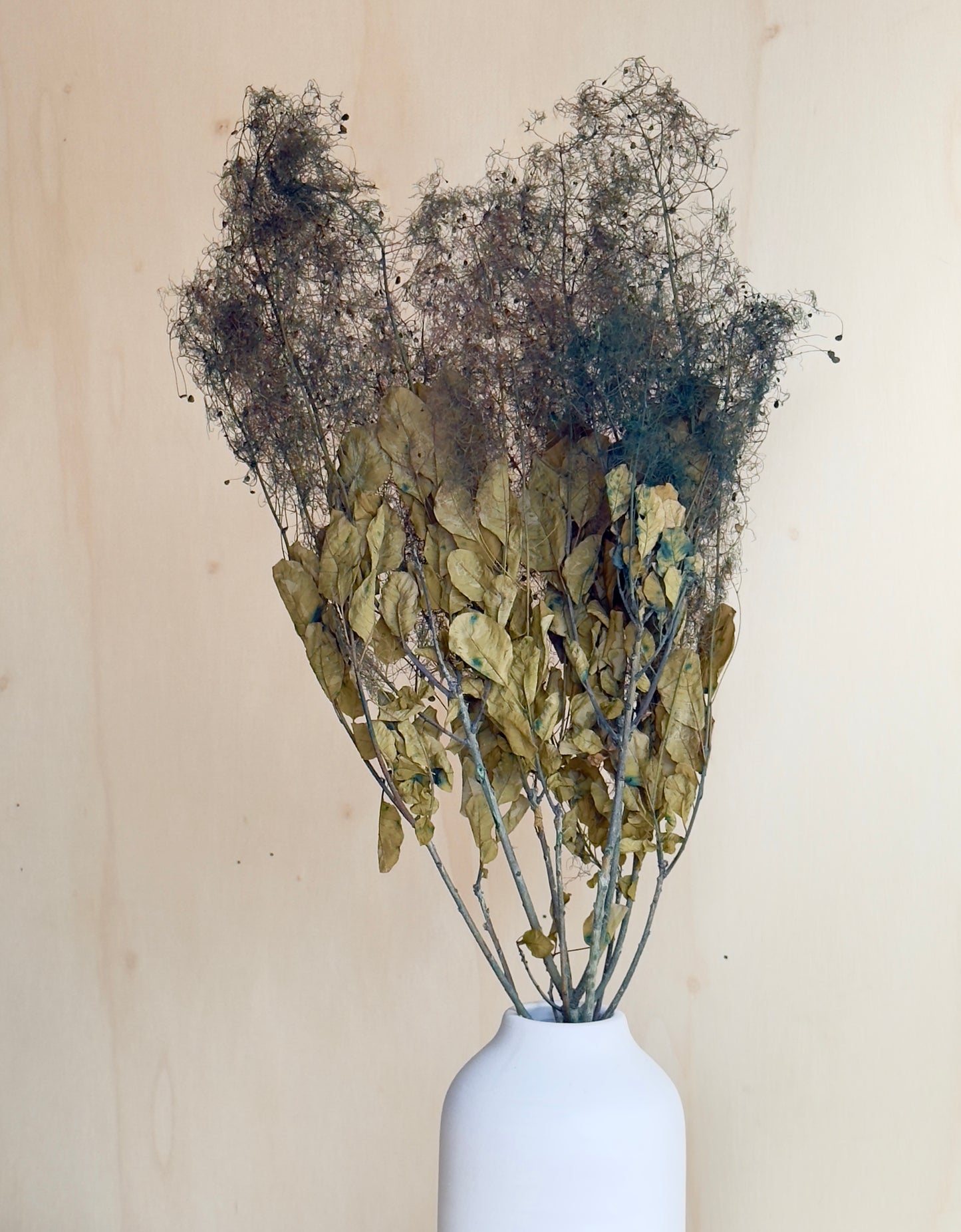 Preserved Smoke Bush - Olive
