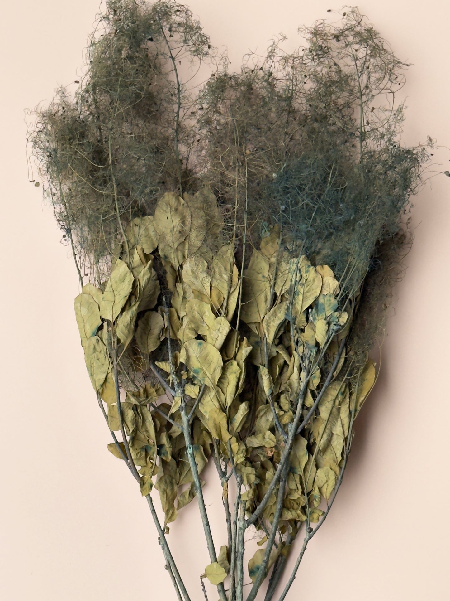 Preserved Smoke Bush - Olive