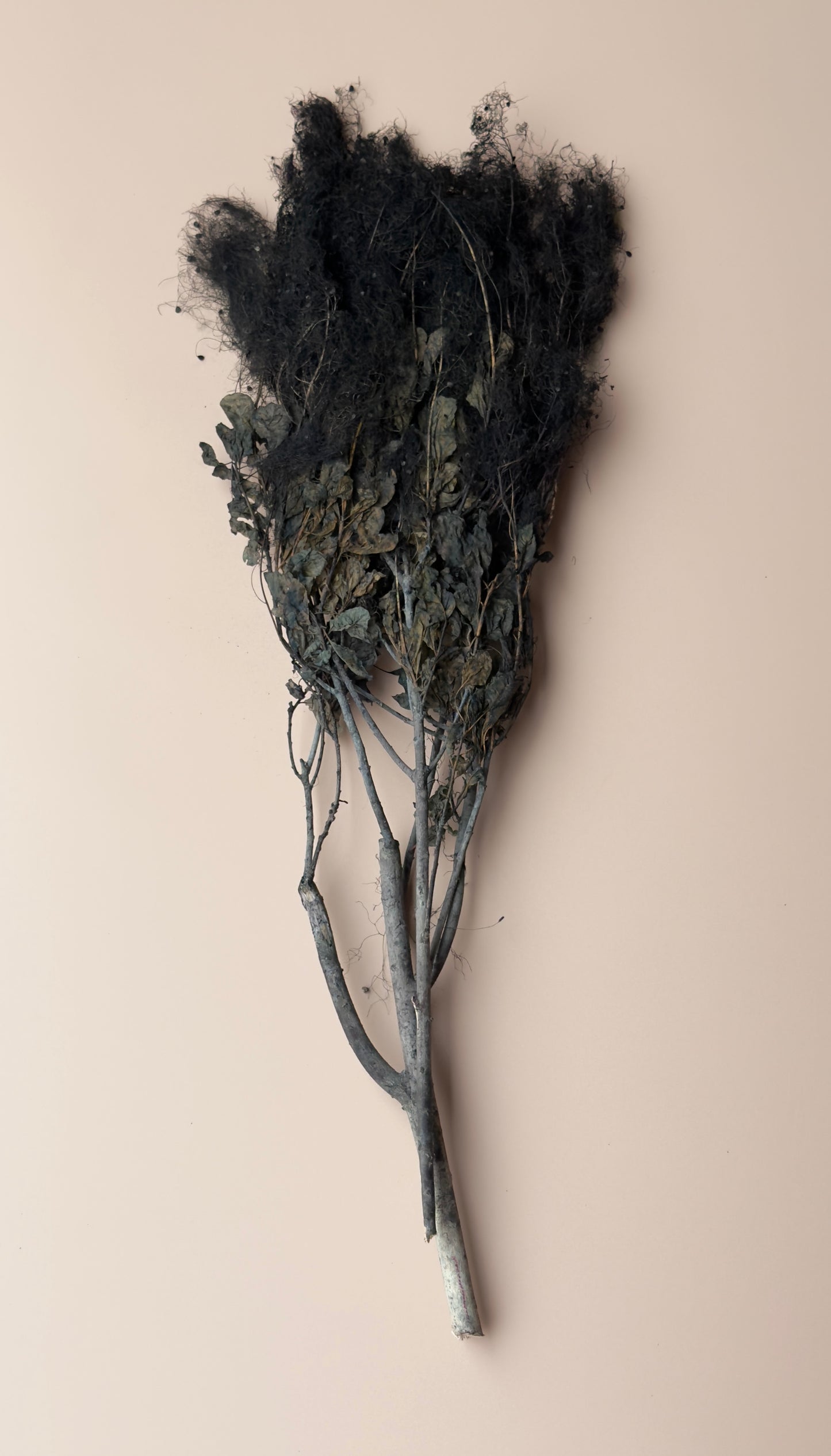 Preserved Smoke Bush - Black
