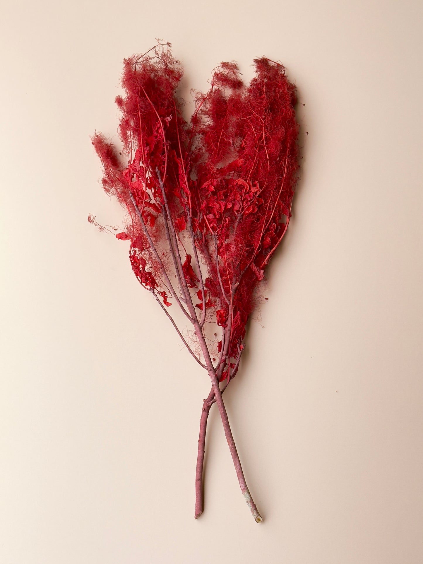 Preserved Smoke Bush - Red