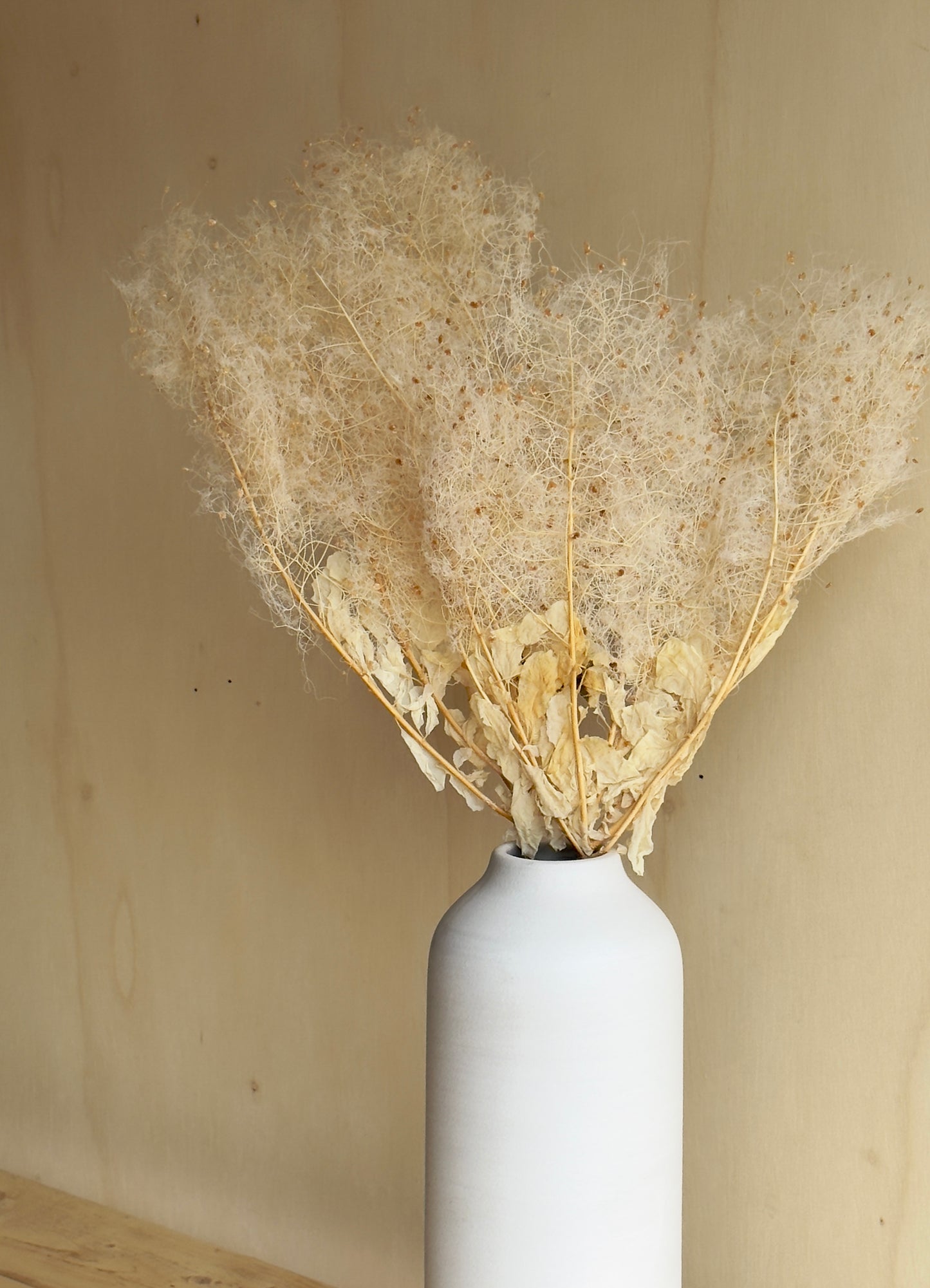 Preserved Smoke Bush - Antique Ivory