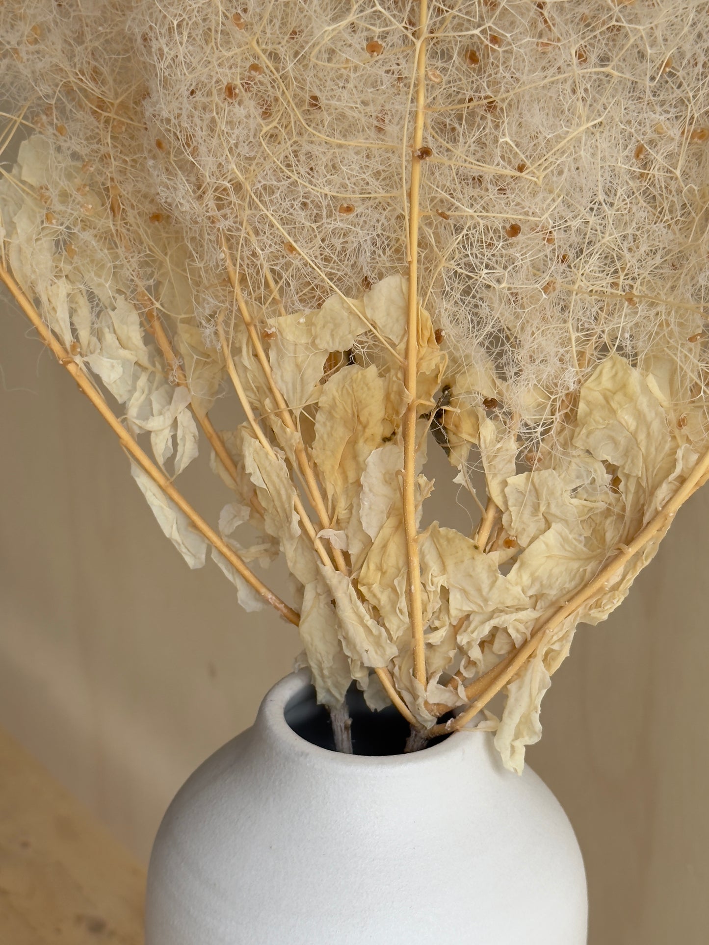 Preserved Smoke Bush - Antique Ivory