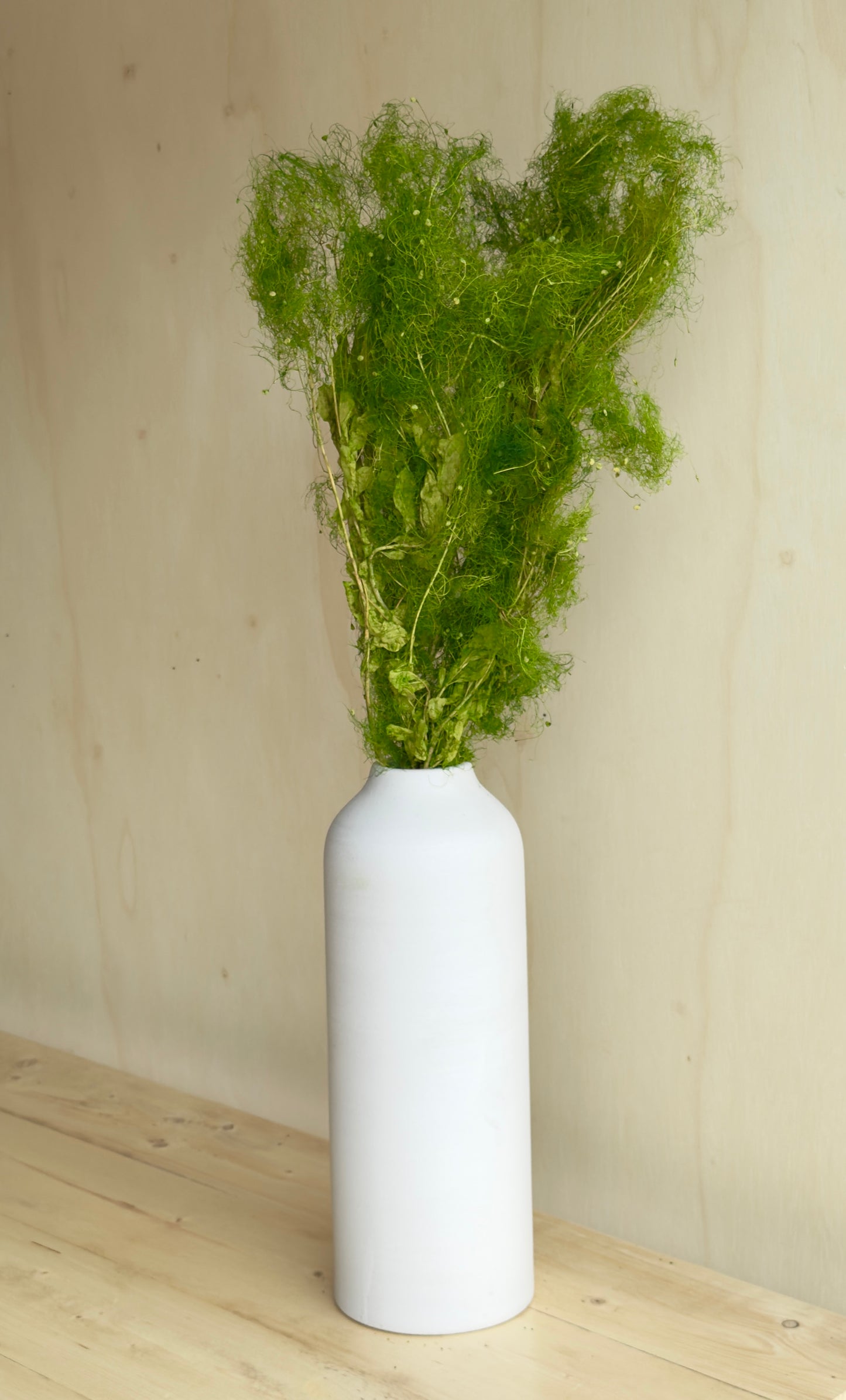 Preserved Smoke Bush - Green