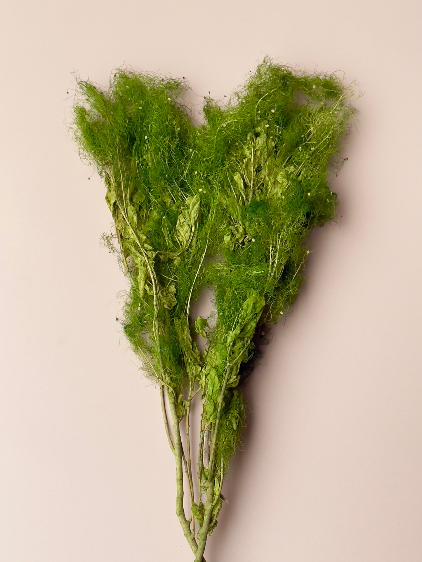 Preserved Smoke Bush - Green