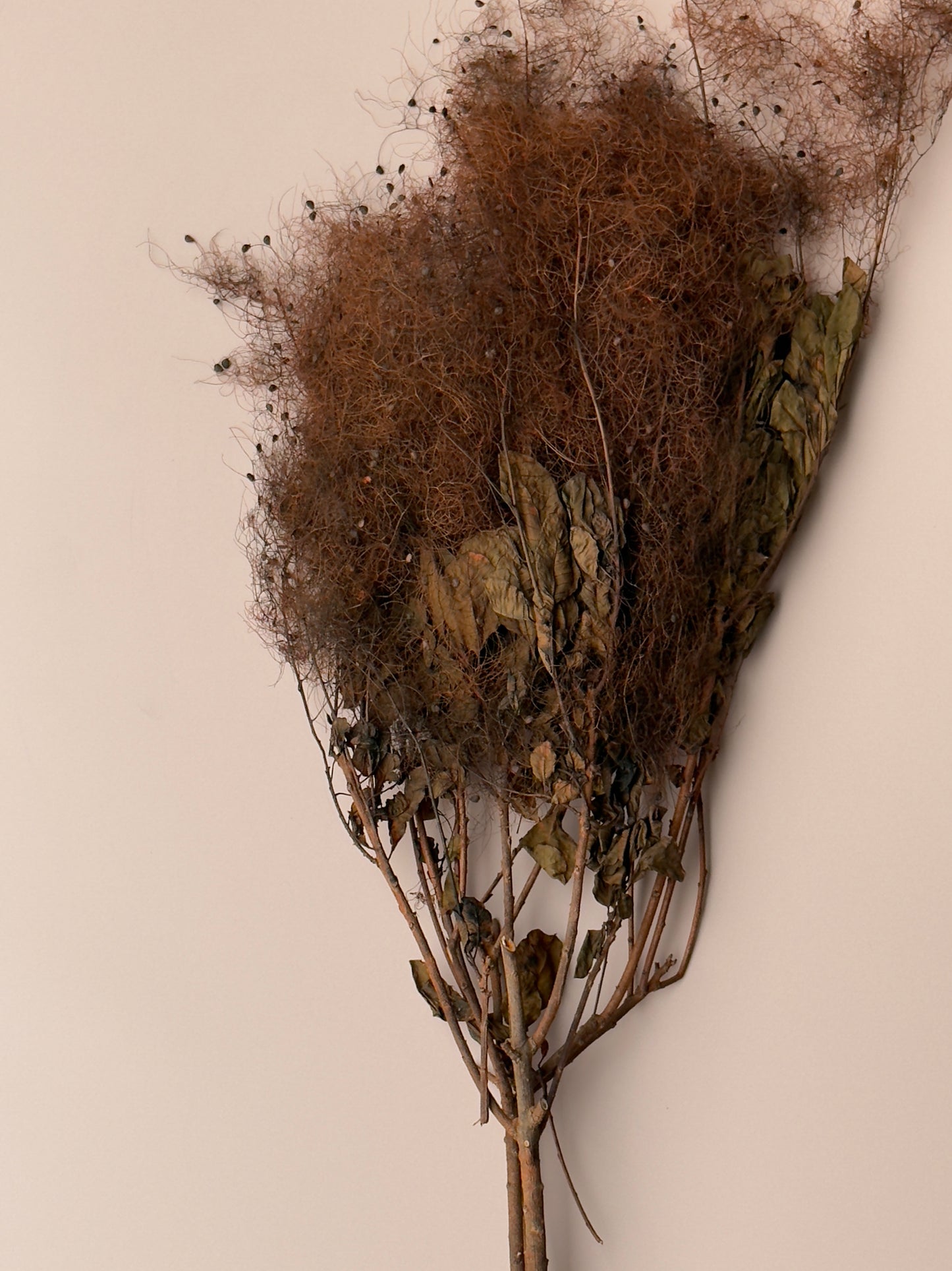 Preserved Smoke Bush - Brown/Rust