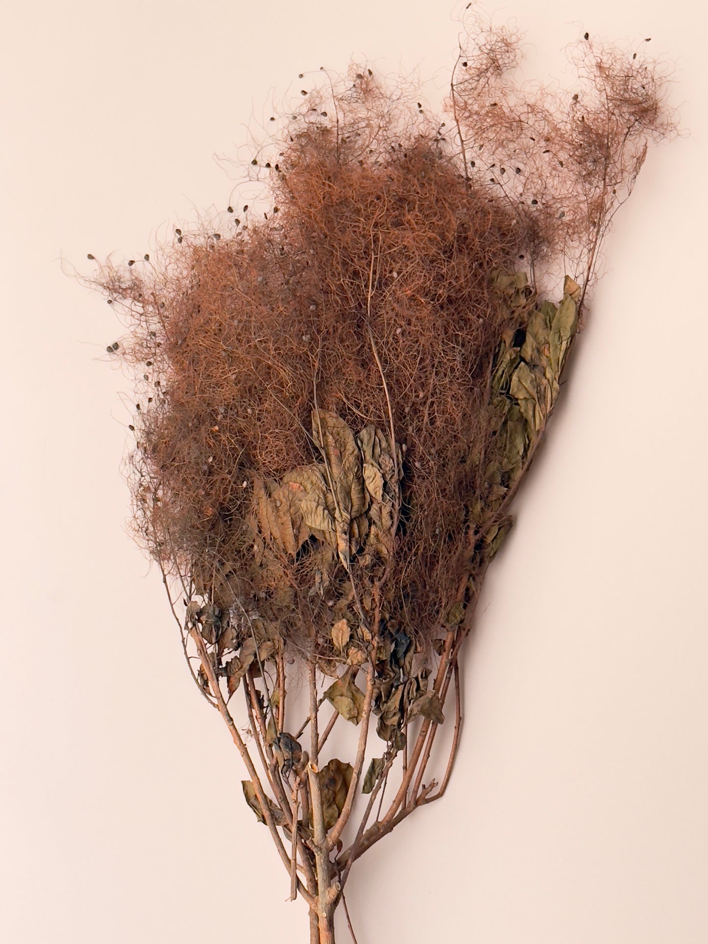 Preserved Smoke Bush - Brown/Rust