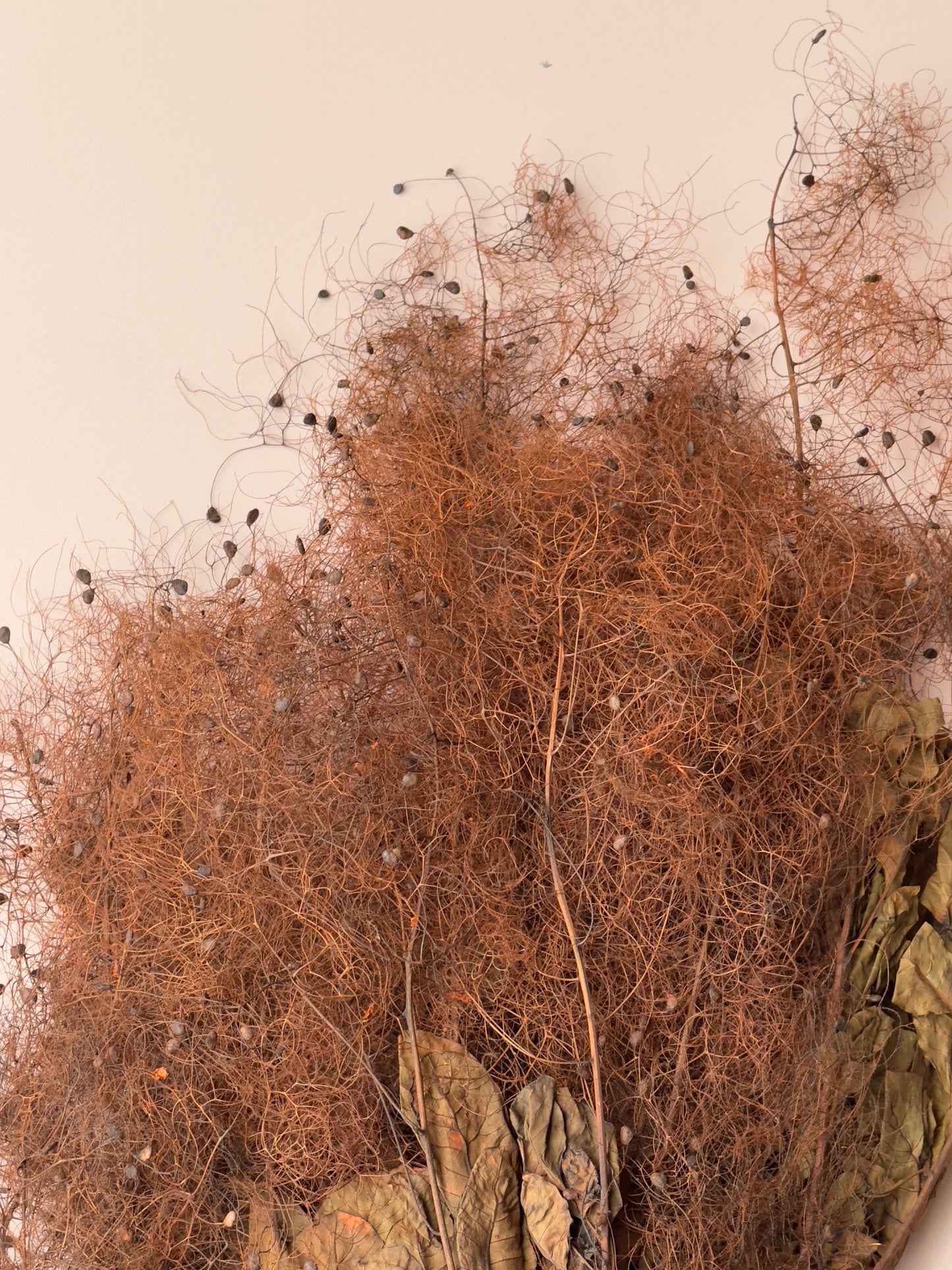 Preserved Smoke Bush - Brown/Rust