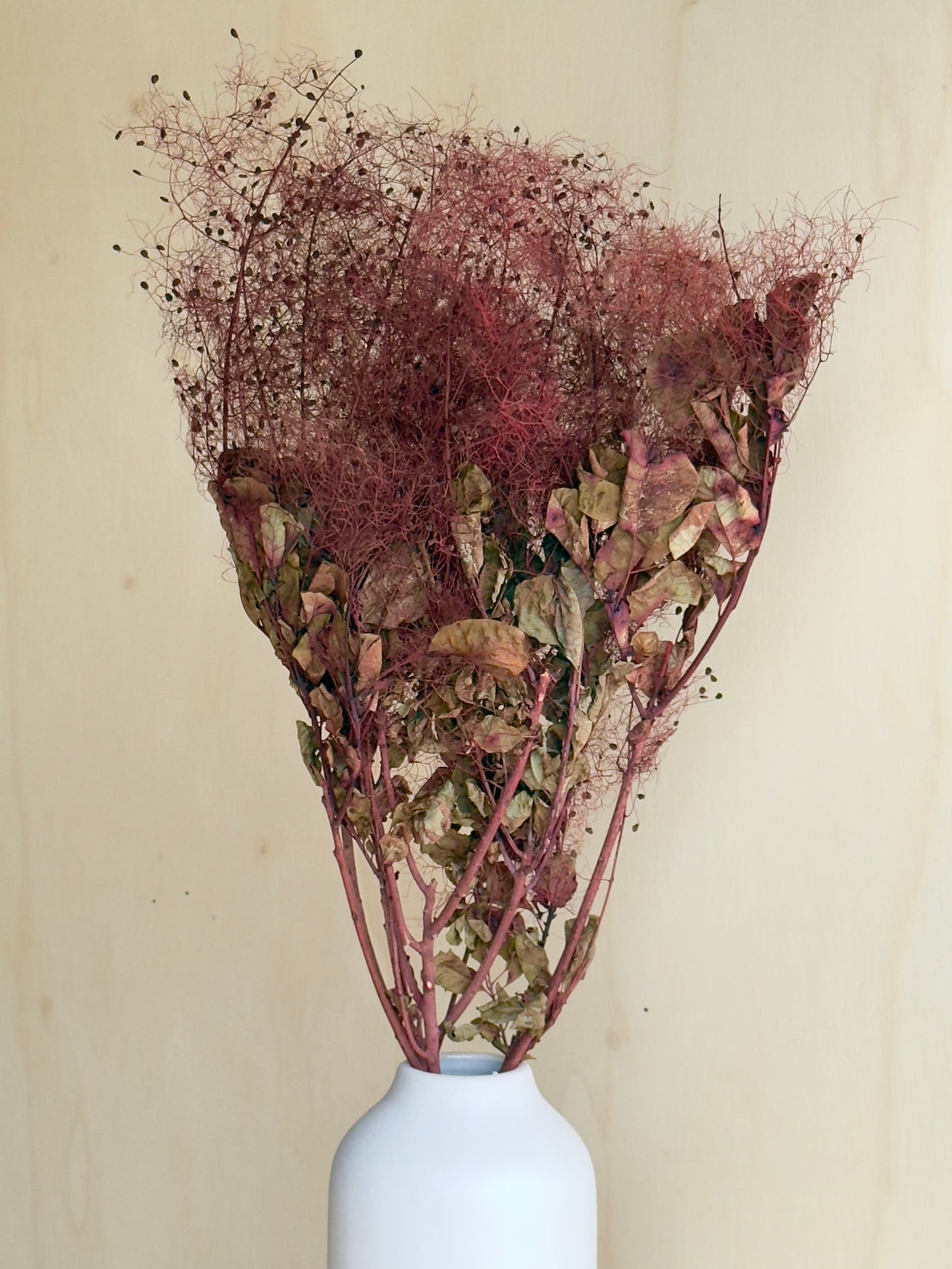 Preserved Smoke Bush - Burgundy/Red Wine