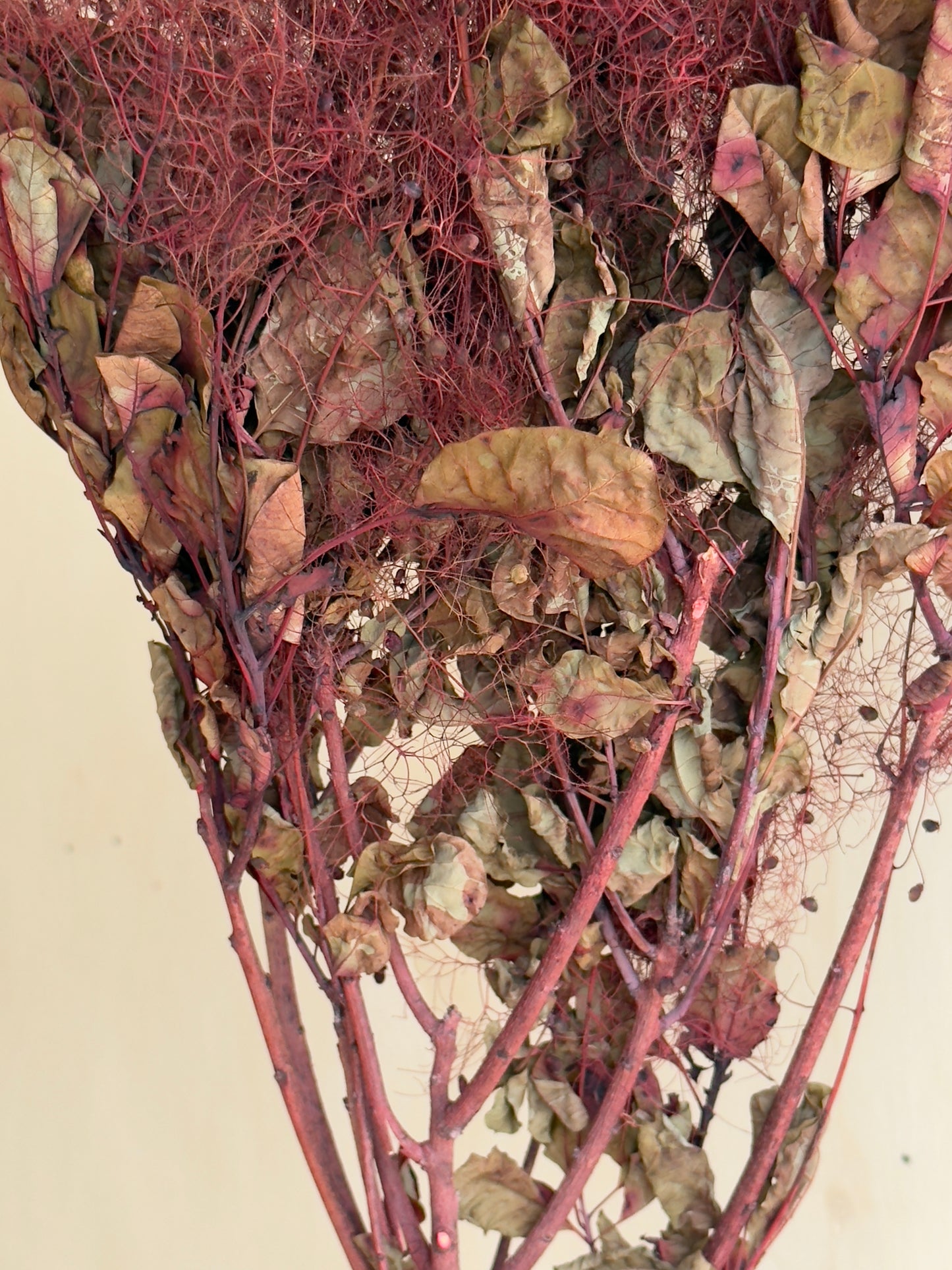 Preserved Smoke Bush - Burgundy/Red Wine