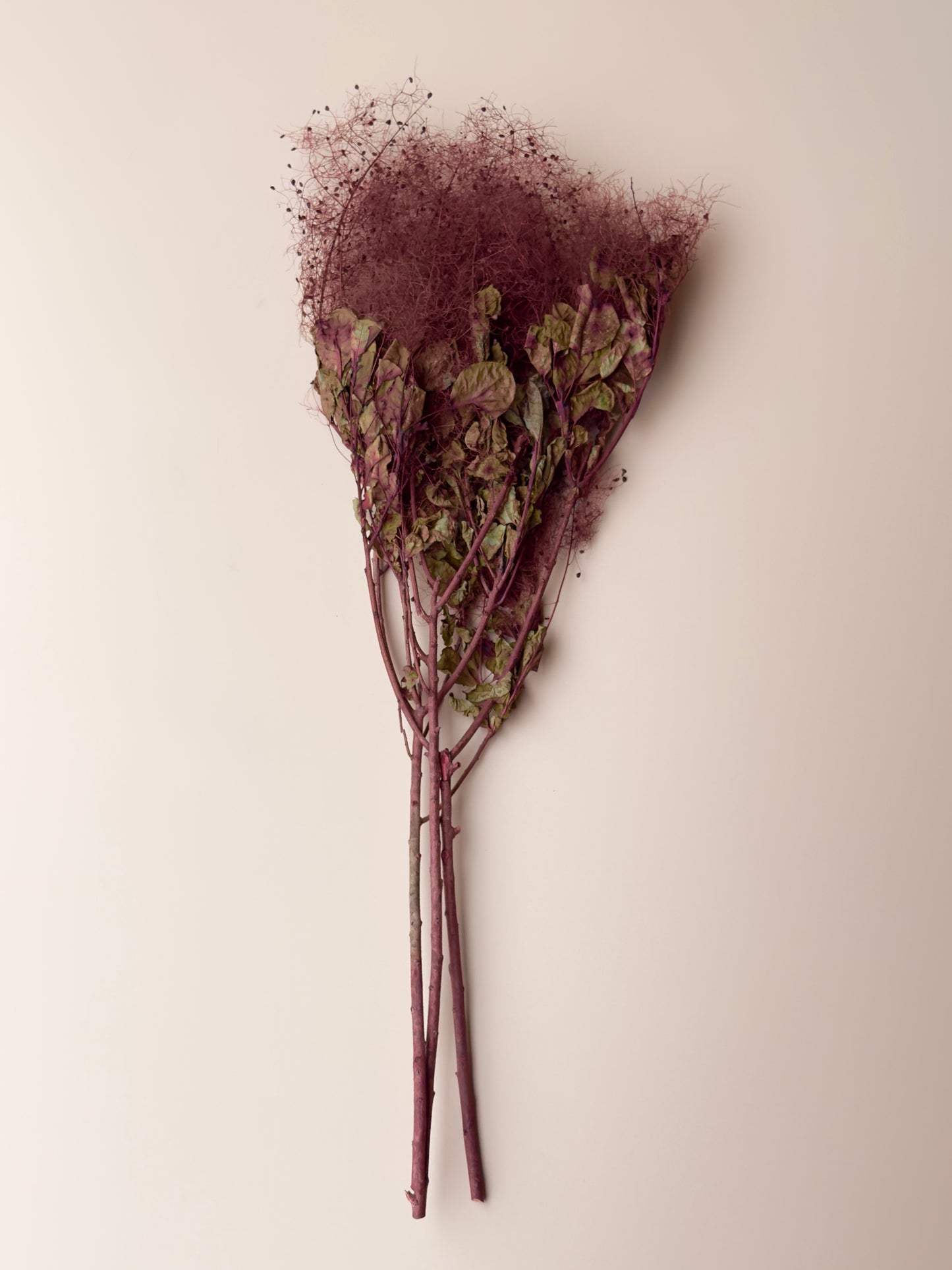 Preserved Smoke Bush - Burgundy/Red Wine